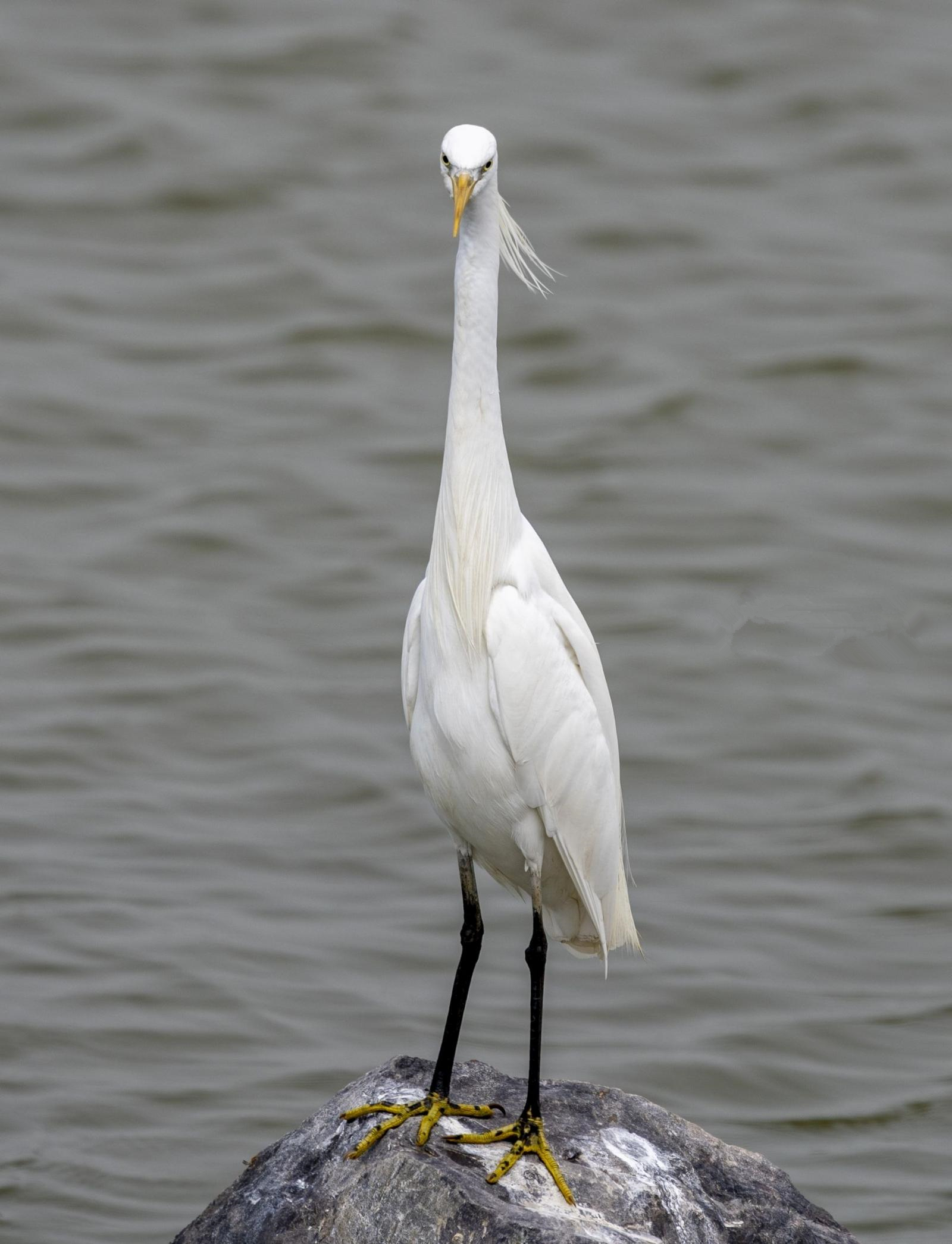 1619481520734019.jpg 5.jpg