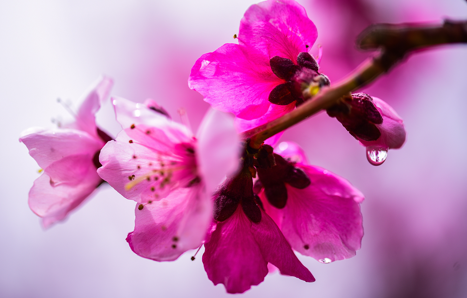 图集甘肃景泰雨润桃花分外娇