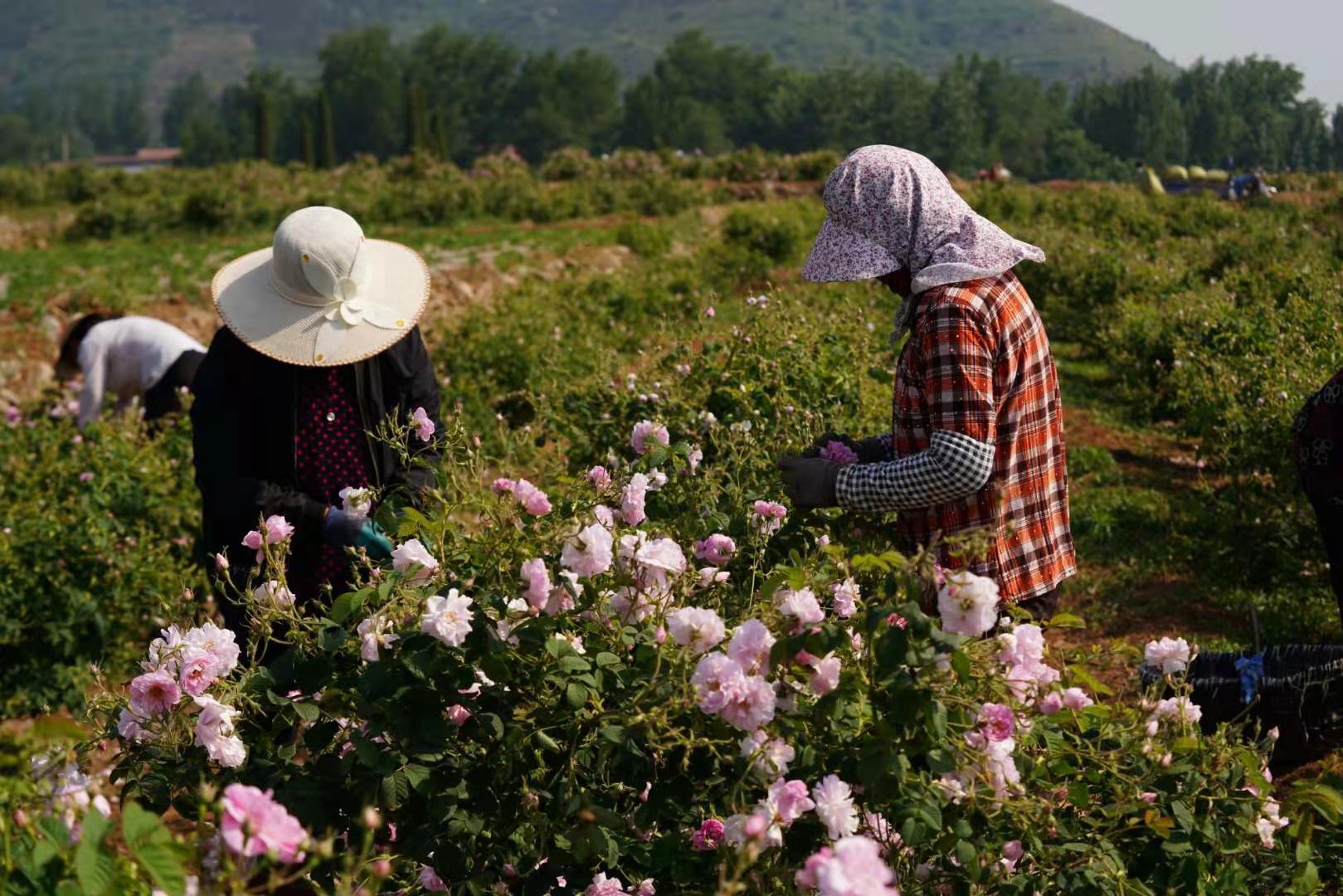 半亩花田不忘桑梓乡村振兴路上的花样追梦人