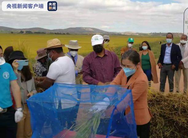 在马达加斯加种植的中国水稻再次实现高产