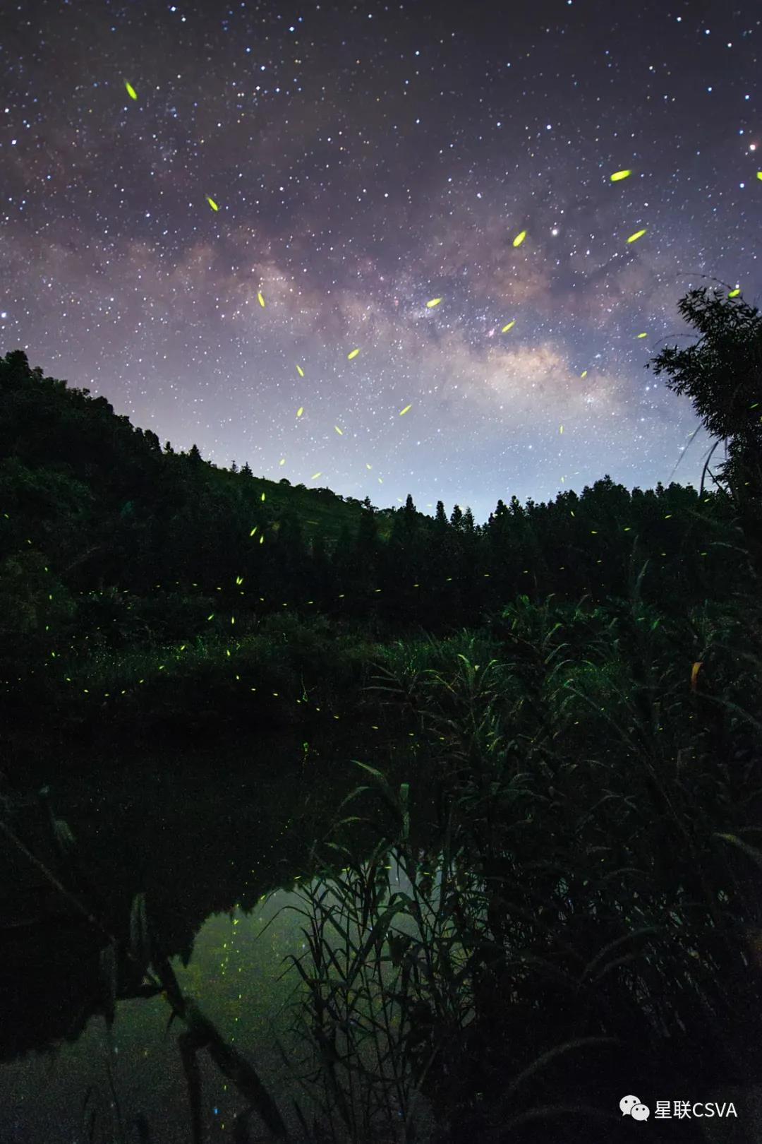 國際生物多樣性日,來一場螢火蟲的星空約會