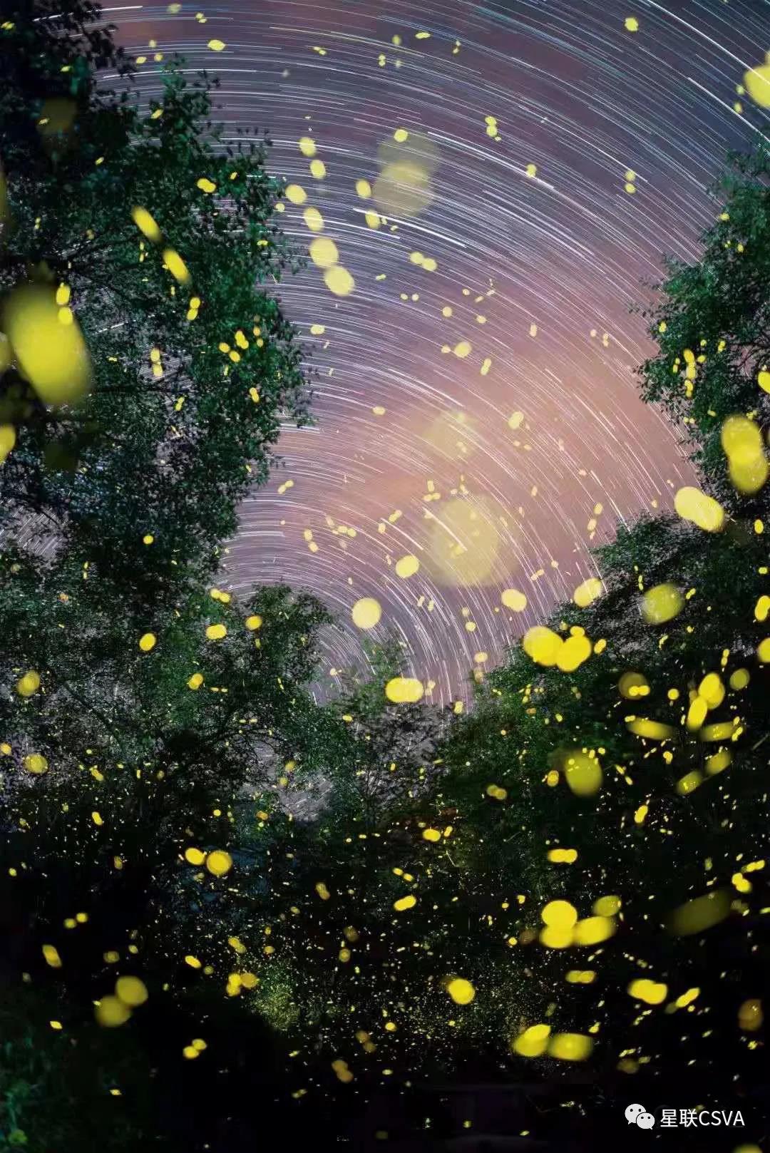 国际生物多样性日,来一场萤火虫的星空约会