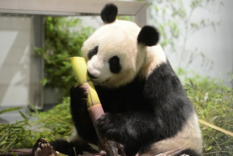 旅日大熊猫喜添双胞胎熊猫宝宝