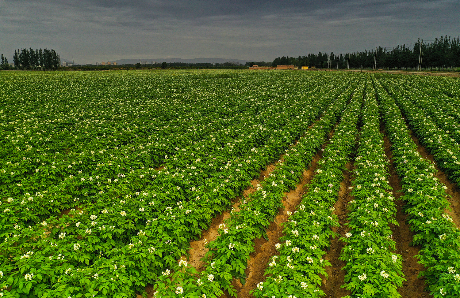 图集高质量发展的现代农业甘肃农垦条山农场万亩土豆农田
