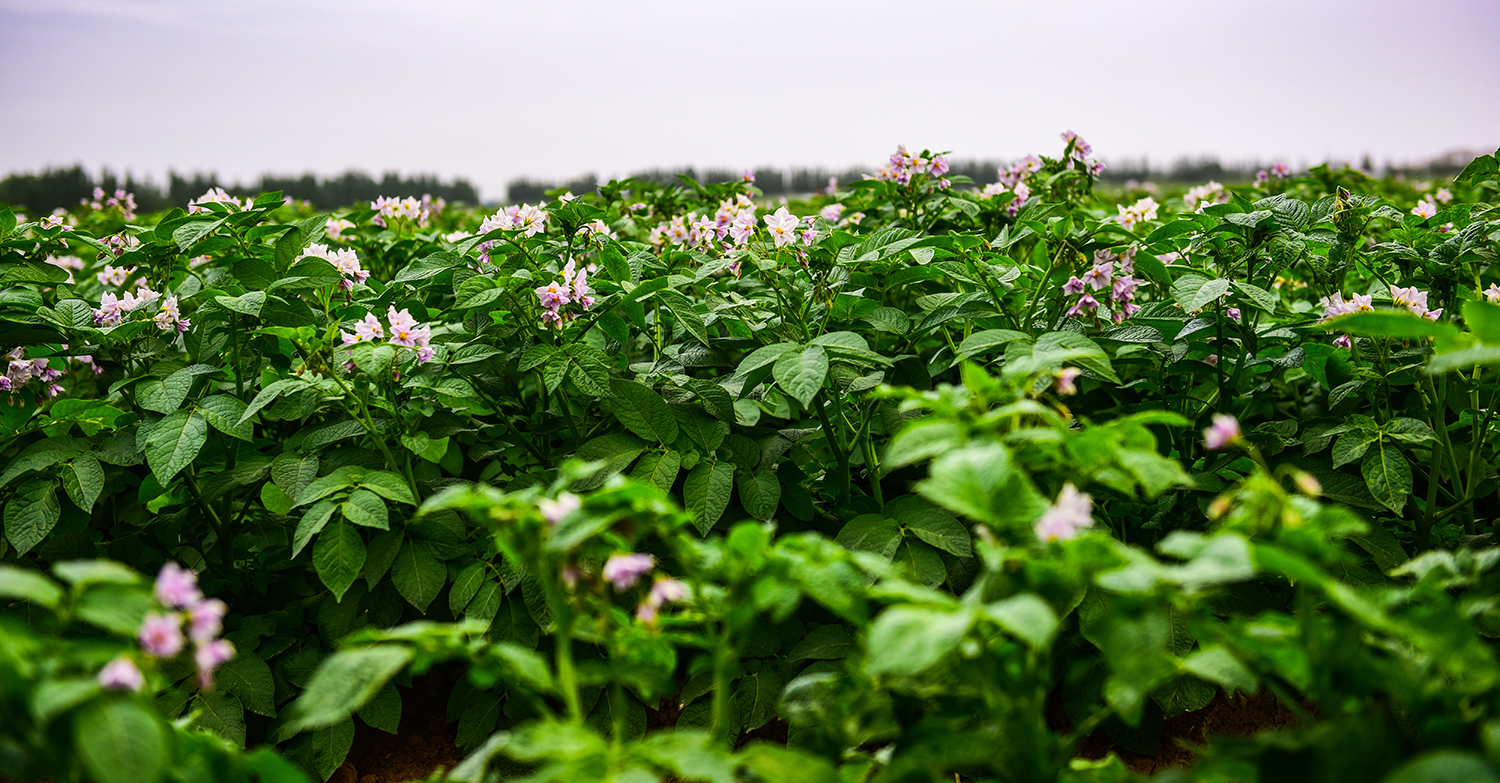 图集高质量发展的现代农业甘肃农垦条山农场万亩土豆农田