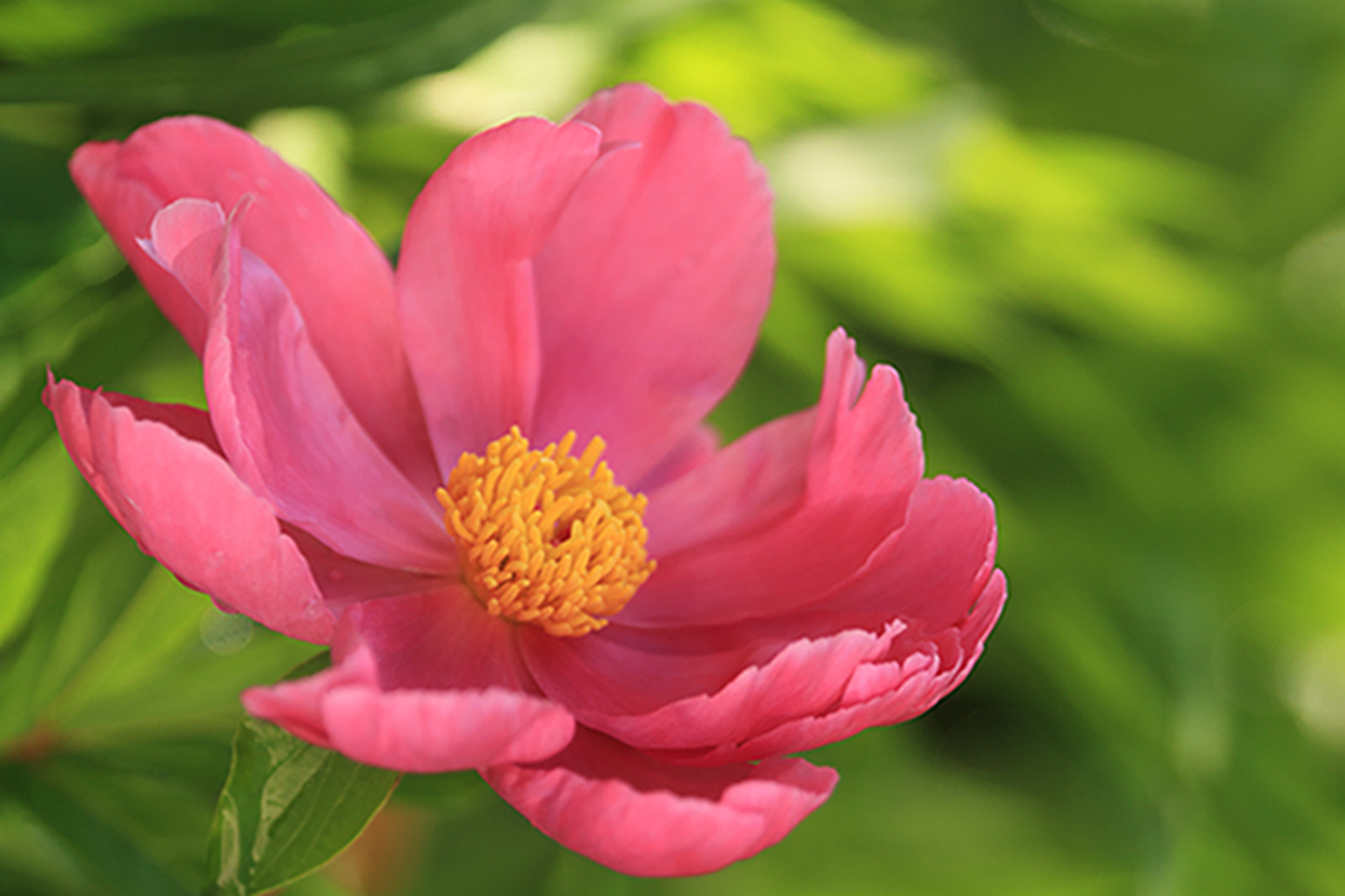 芍药爱情之花花中宰相