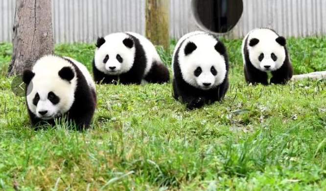 由濒危降为易危！大熊猫野外种群数量达1800多只