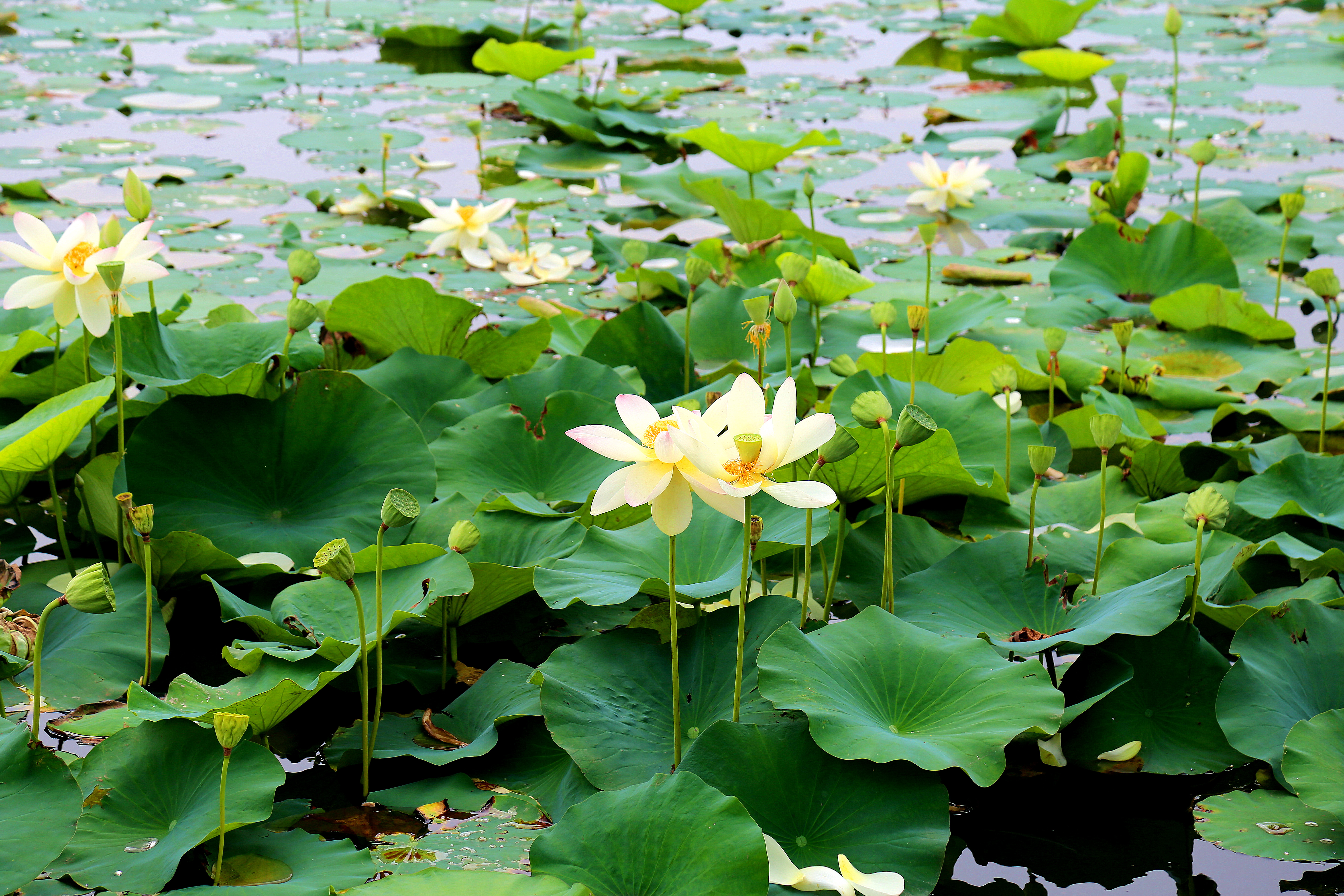 河北唐山夏日限定美景荷花开满塘