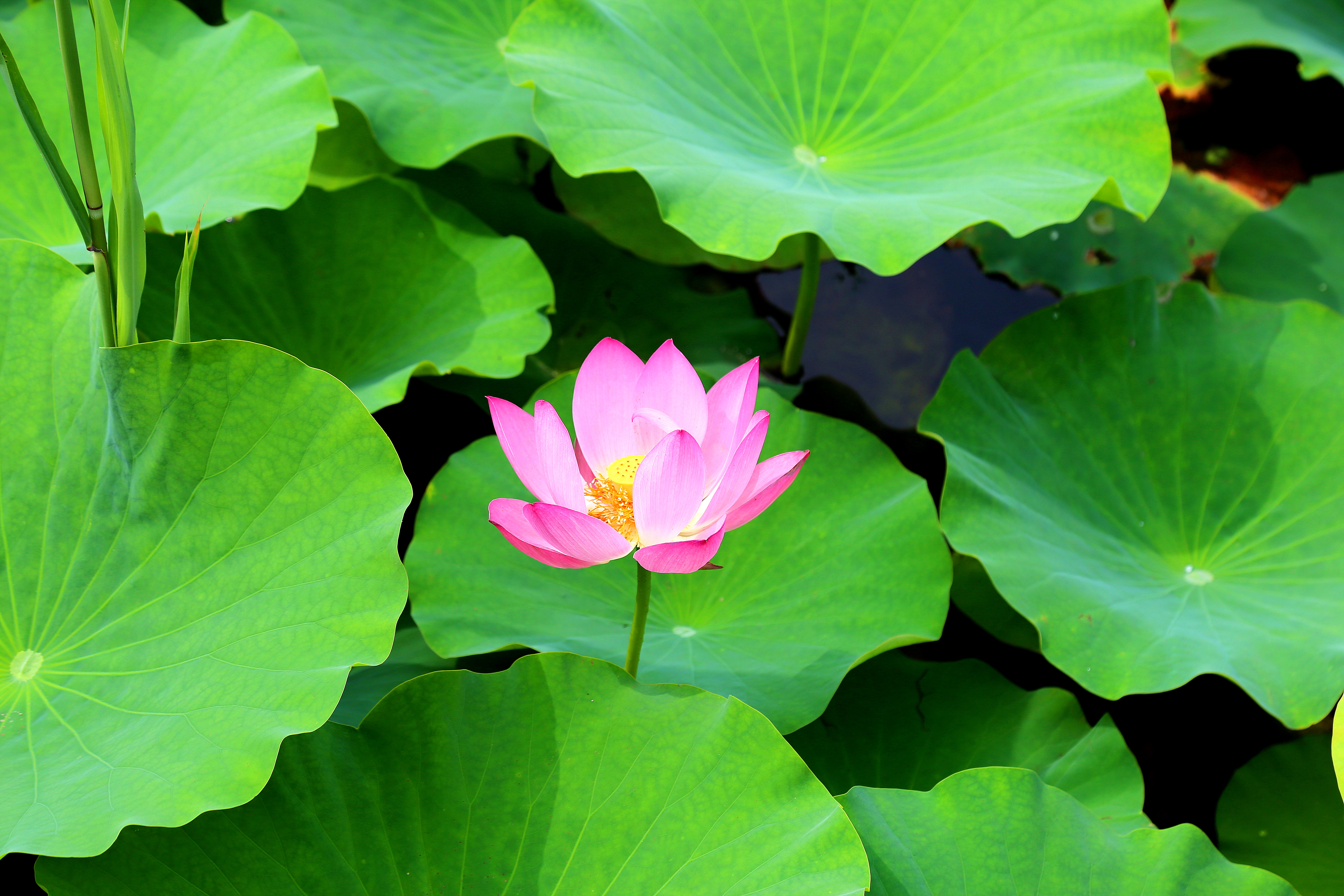 河北唐山夏日限定美景荷花开满塘