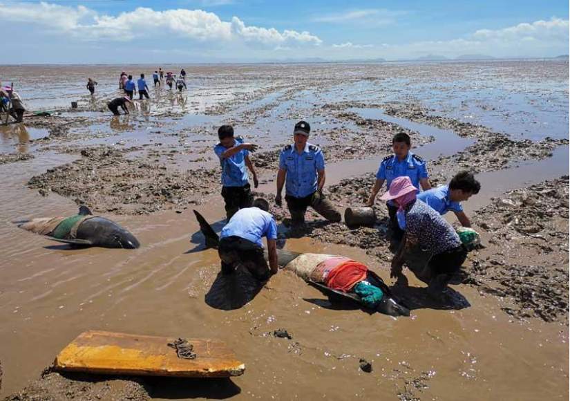 浙江临海搁浅的五条瓜头鲸遗体将捐献用于科研