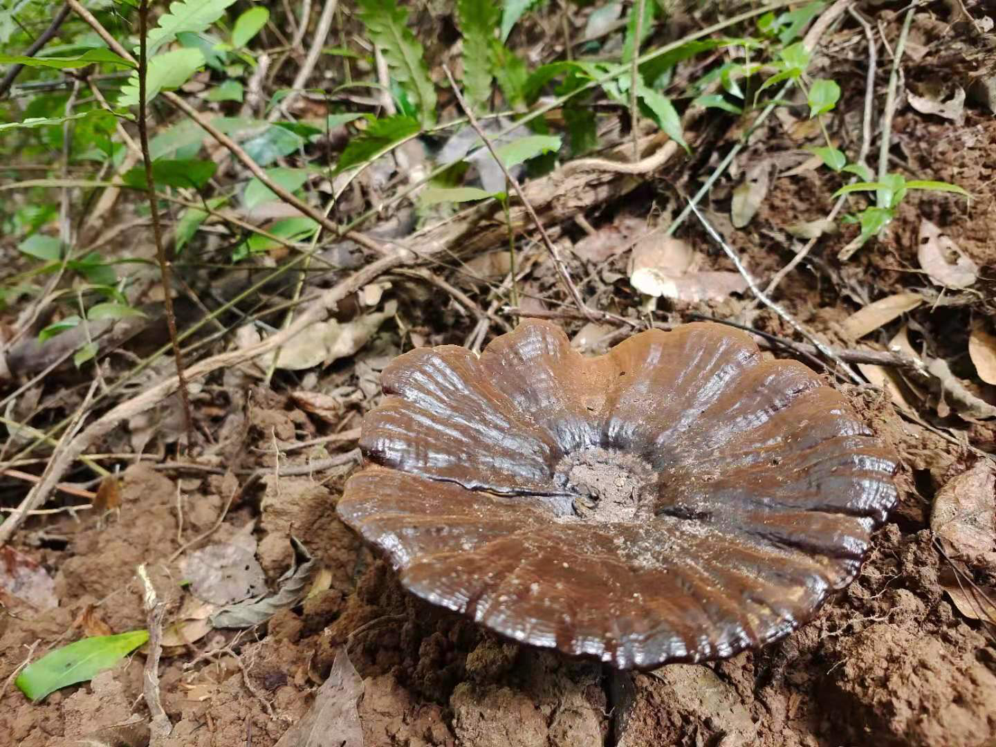 1626958273530088.png 图片6.png