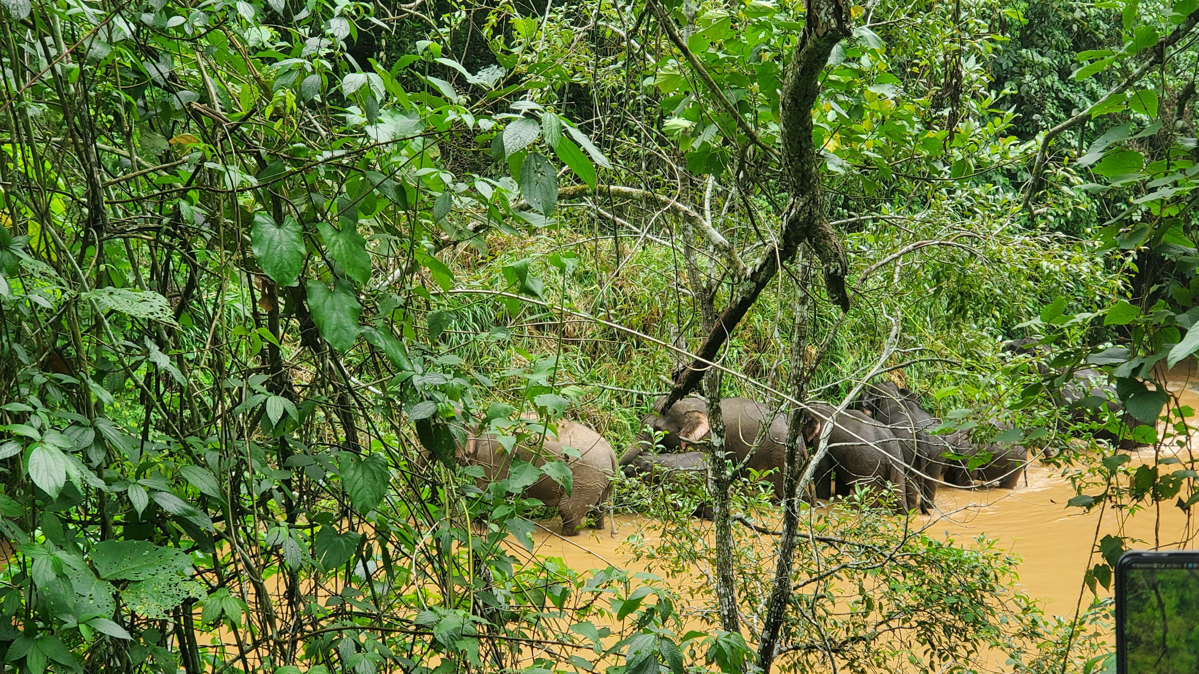 1627870894209601.jpg 巡线过程中遇到的大象.JPG