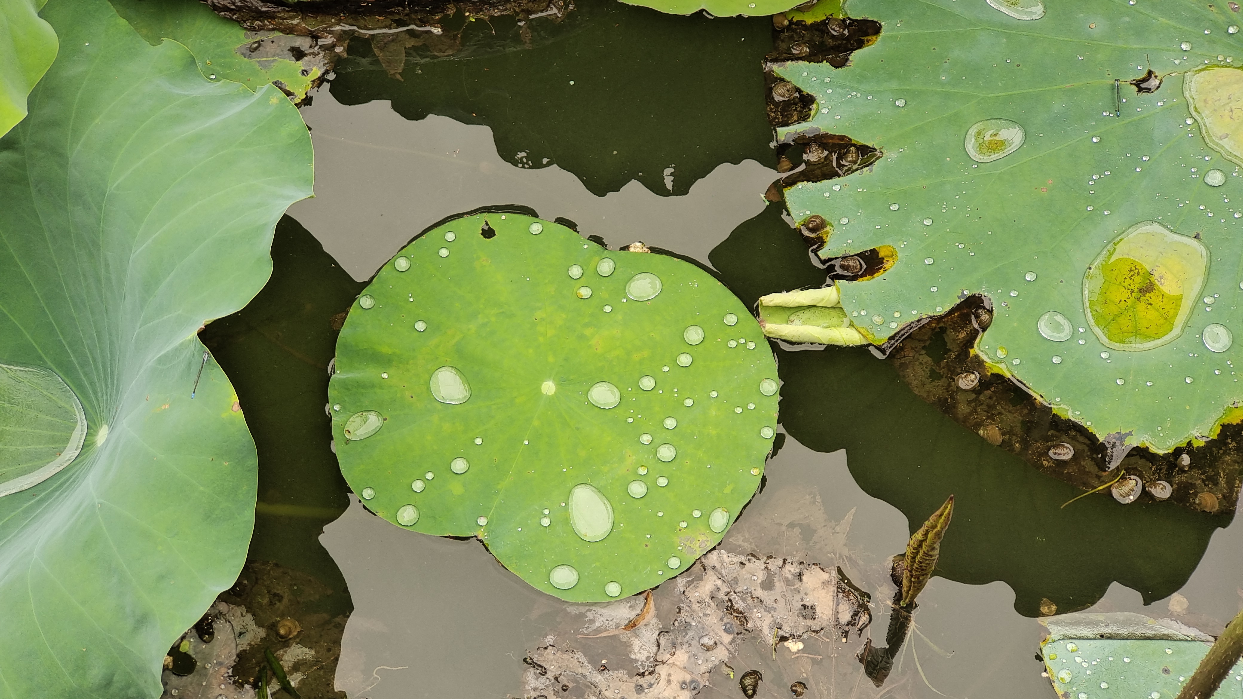 吉安视觉荷叶上的珍珠