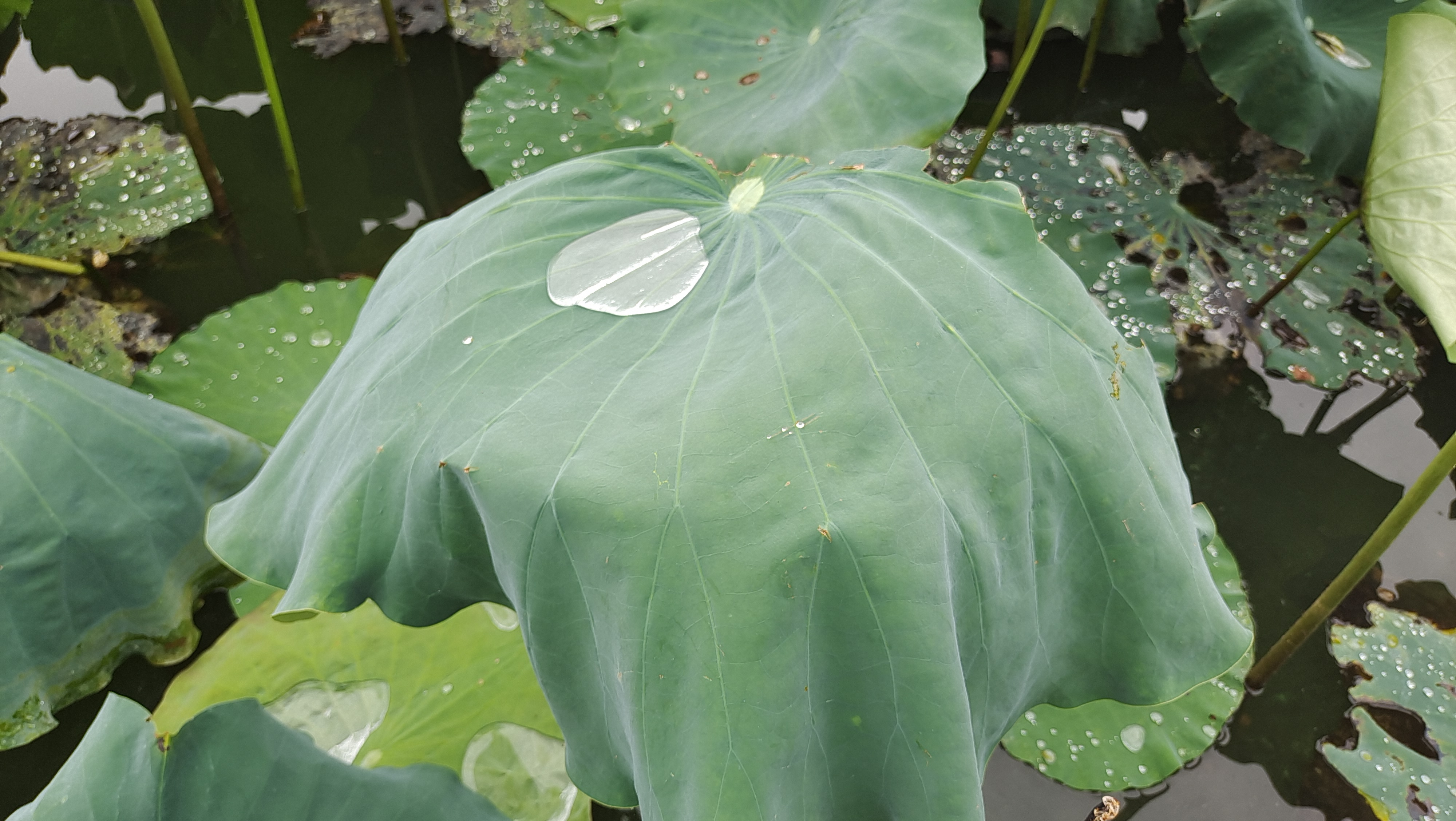 吉安视觉荷叶上的珍珠