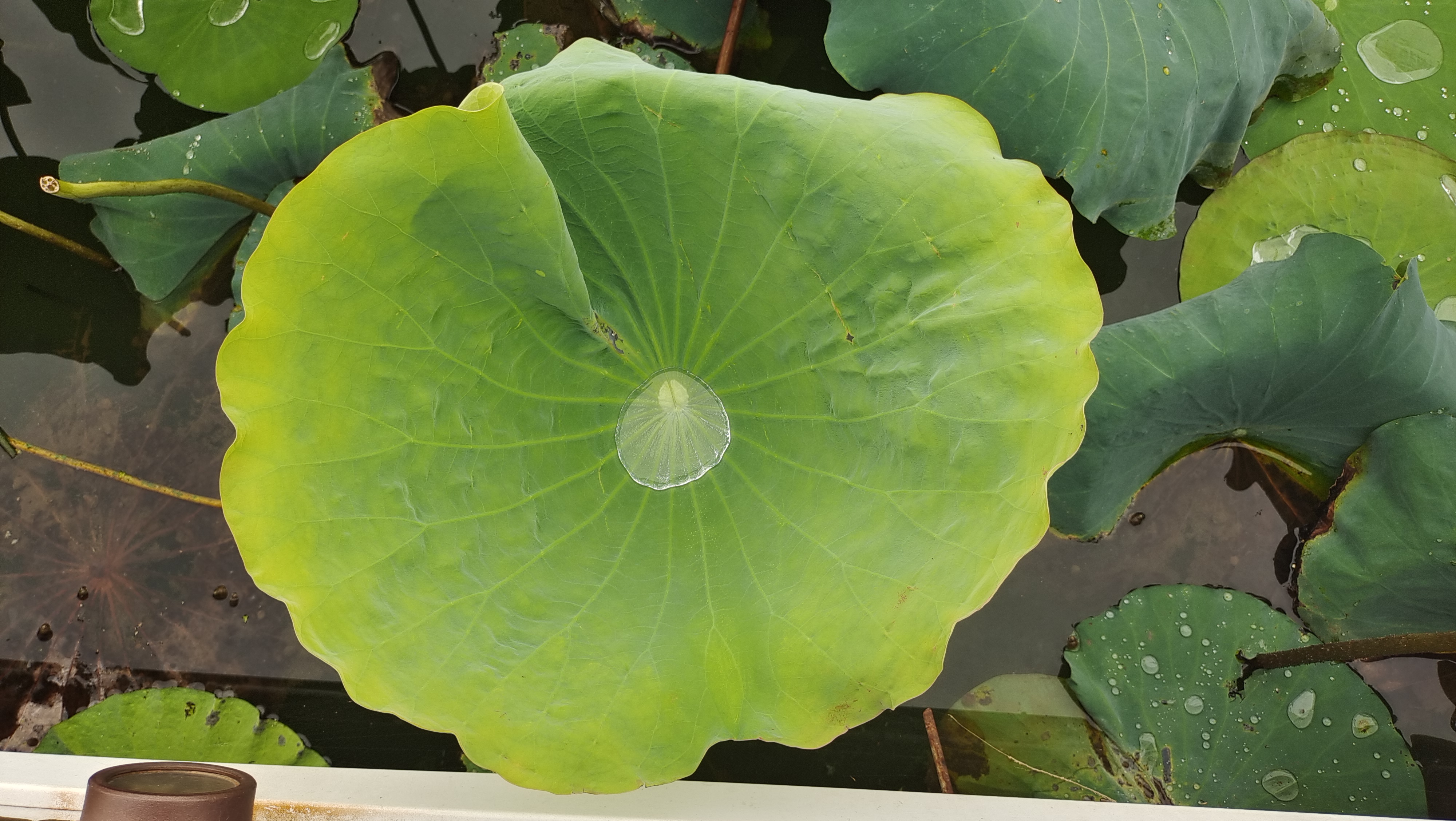 吉安视觉荷叶上的珍珠