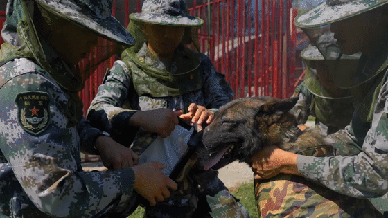 1630215762806757.gif 9.gif