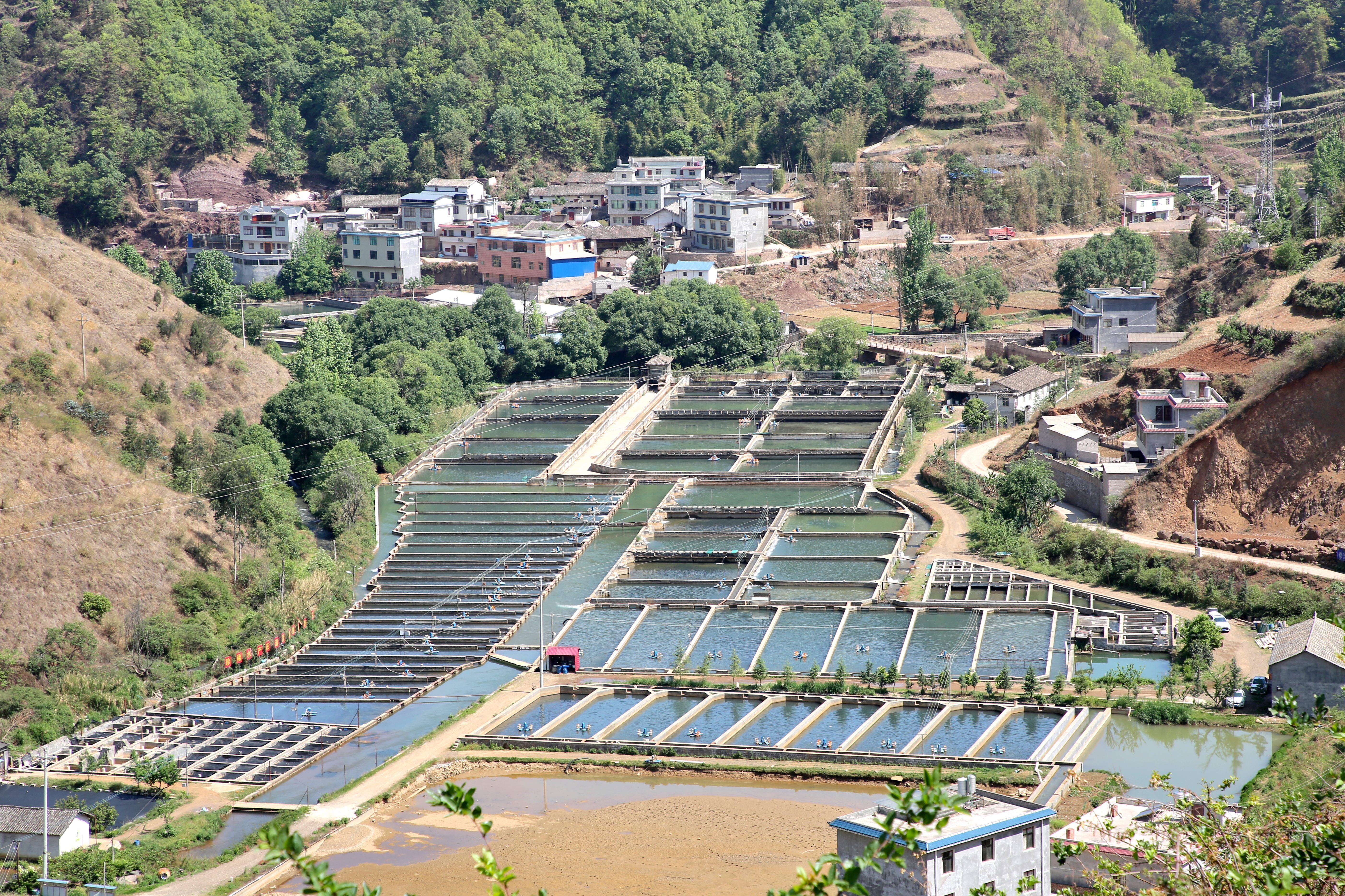 云南会泽:500万尾土著鱼回归牛栏江