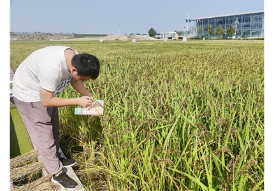 水稻|“海水稻今年长势好，预计增产5%”