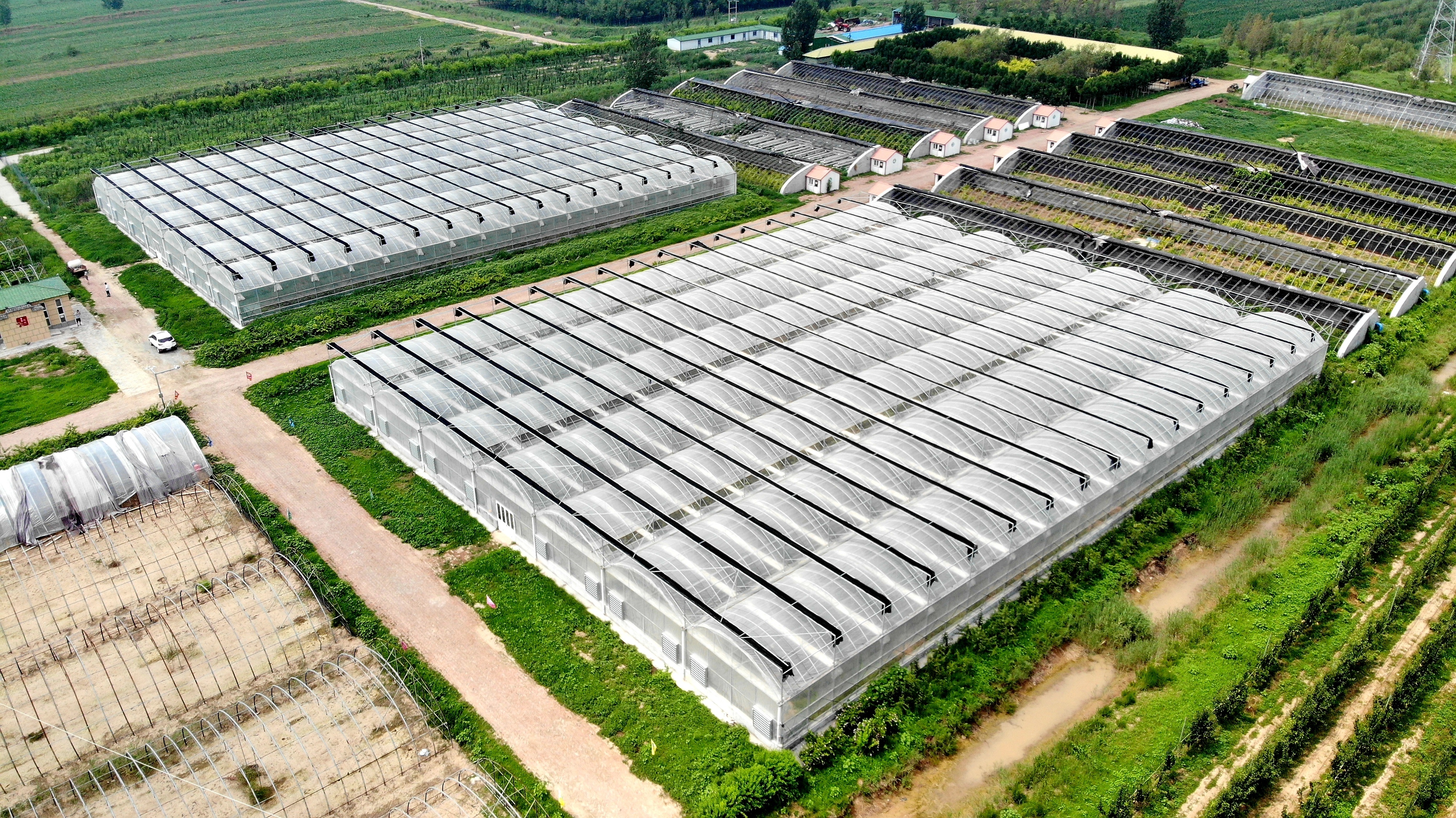 航拍海兴县农场果蔬大棚.海兴县农场林下养殖鹅真在觅食,戏水.