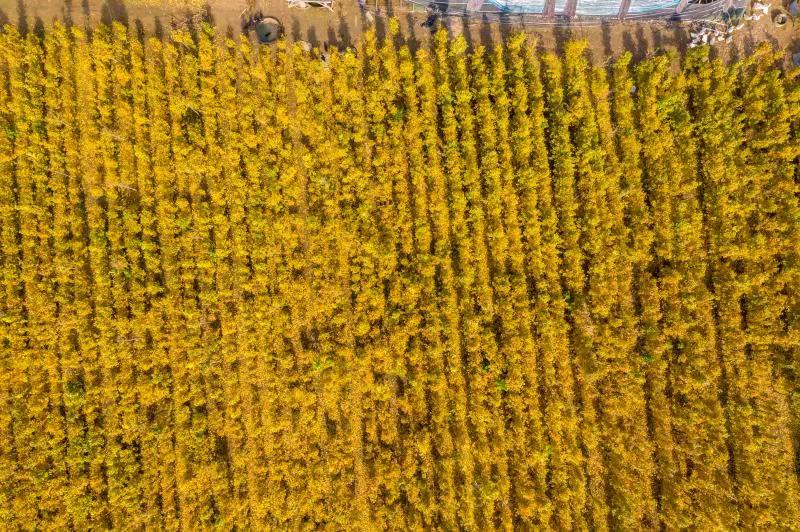 1636694926638255.jpg 图2.jpg