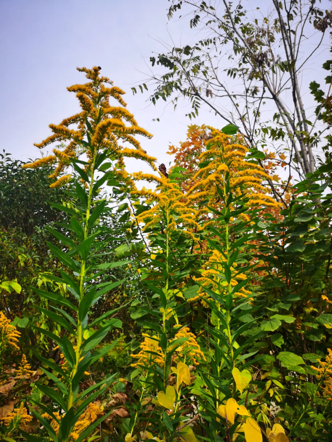 又一地!西安发现加拿大一枝黄花,见到请上报