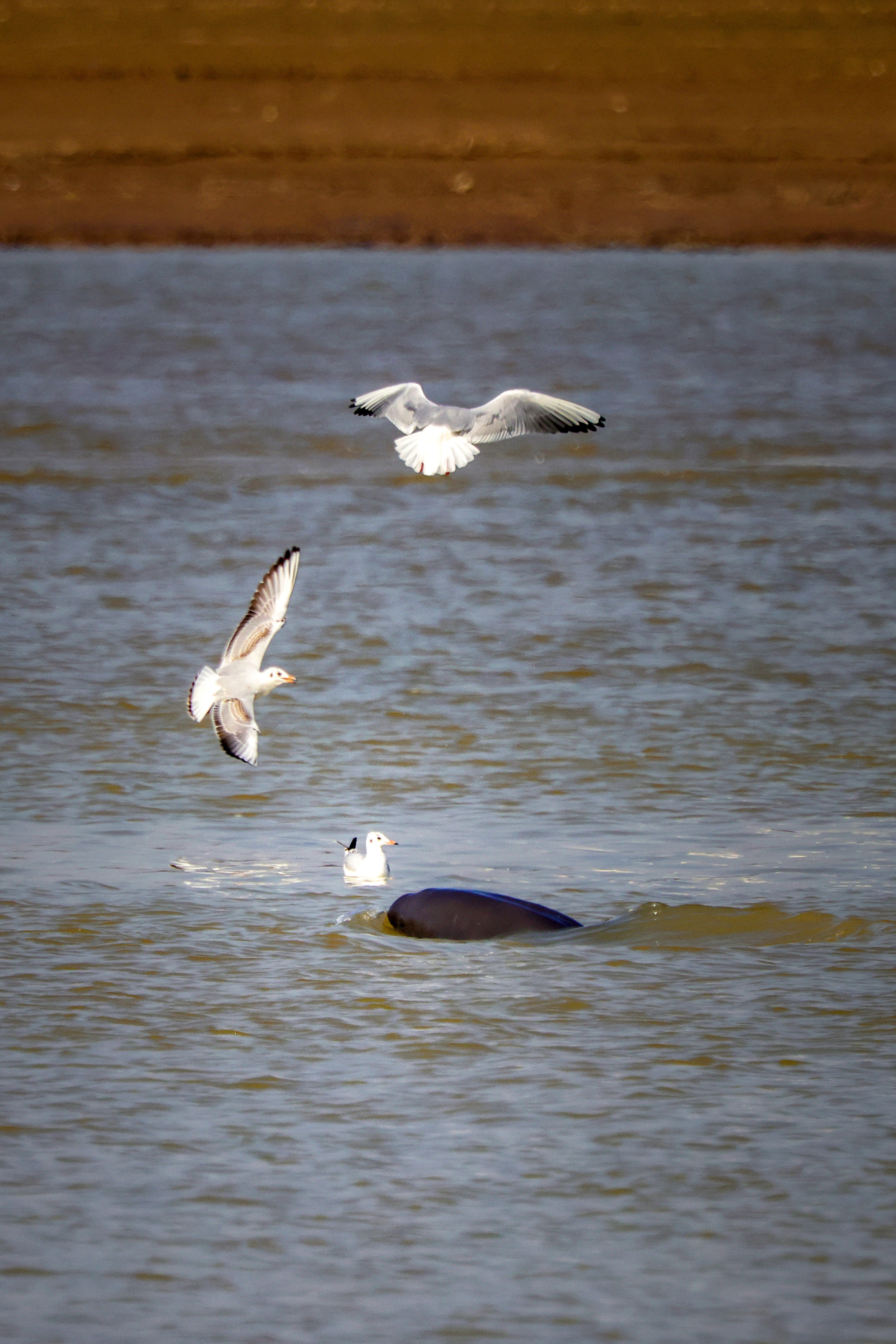 人民日报客户端鄱阳湖枯水期江豚水鸟上演争食大战