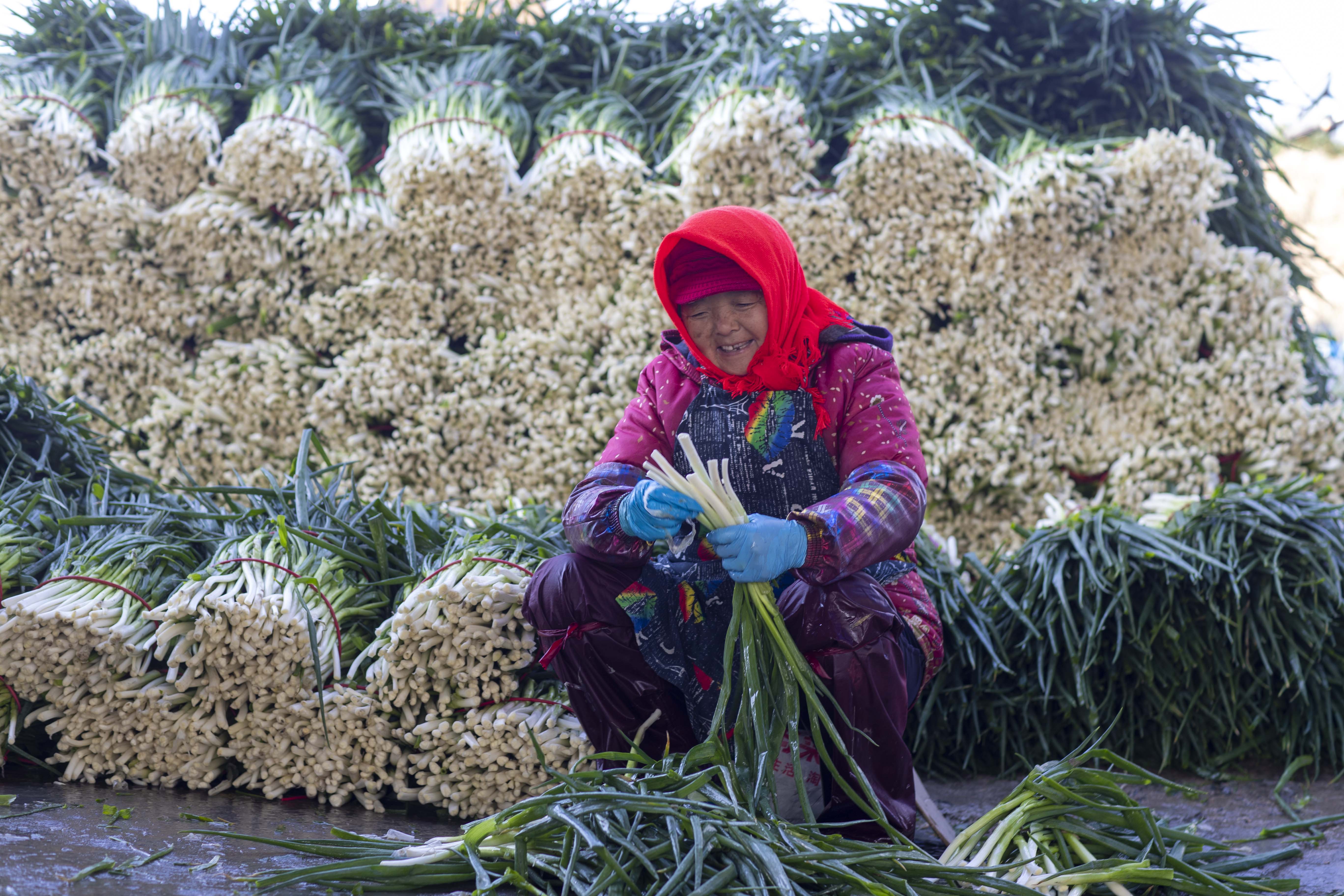 江苏泰州兴化香葱香飘四方产销两旺