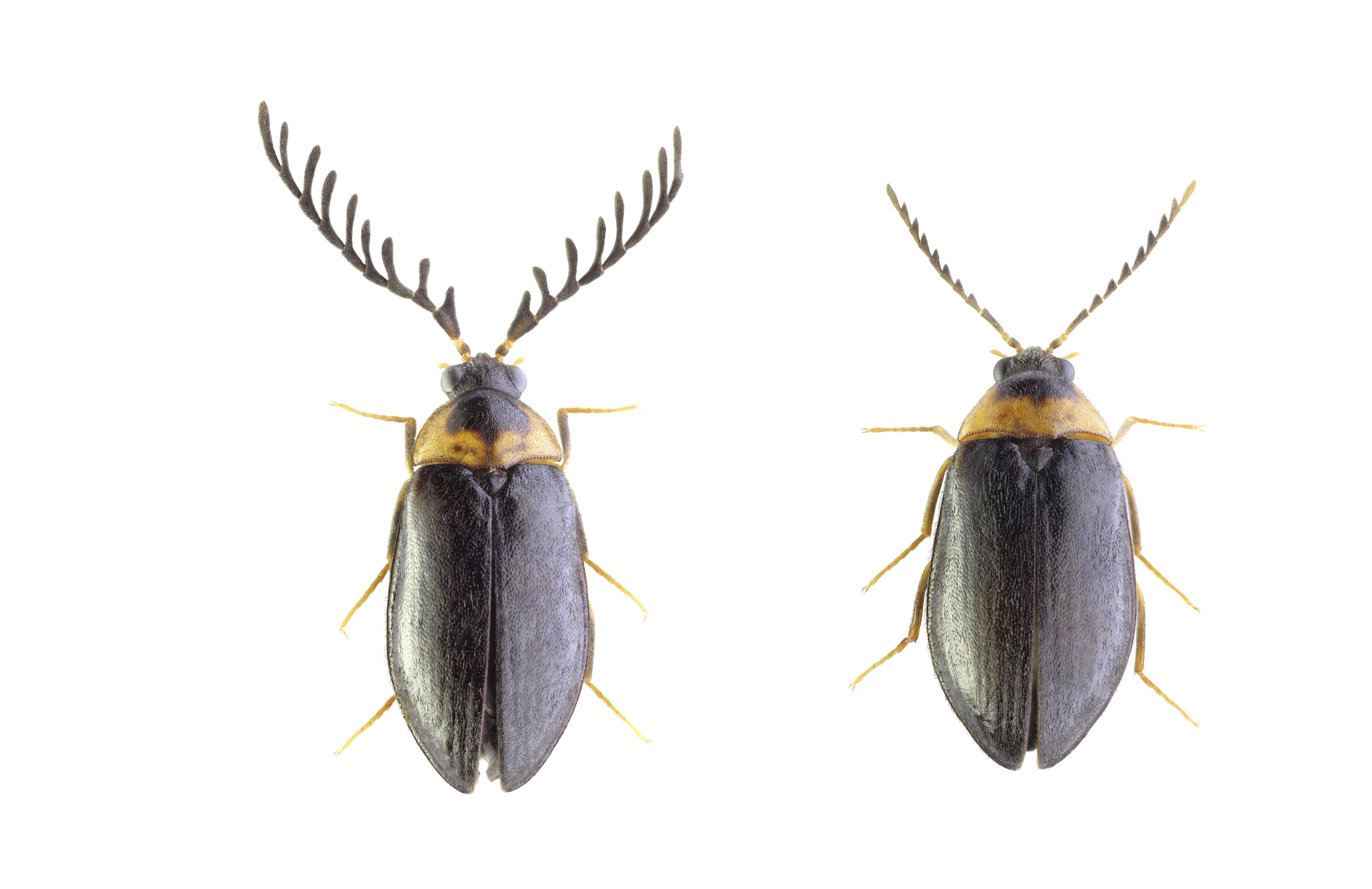 1641523969402889.jpg 09武夷山毛泥甲 .jpg