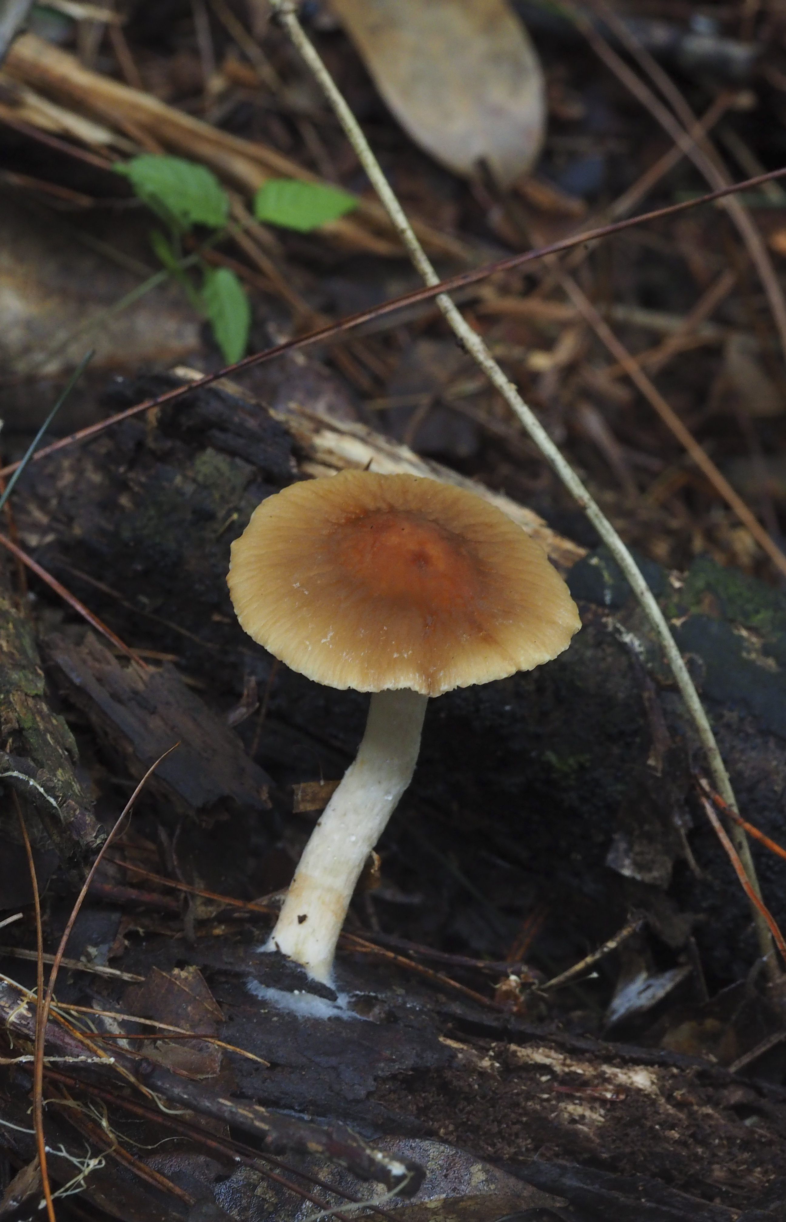 1641523910597324.jpg 06多形油囊菇-2.jpg