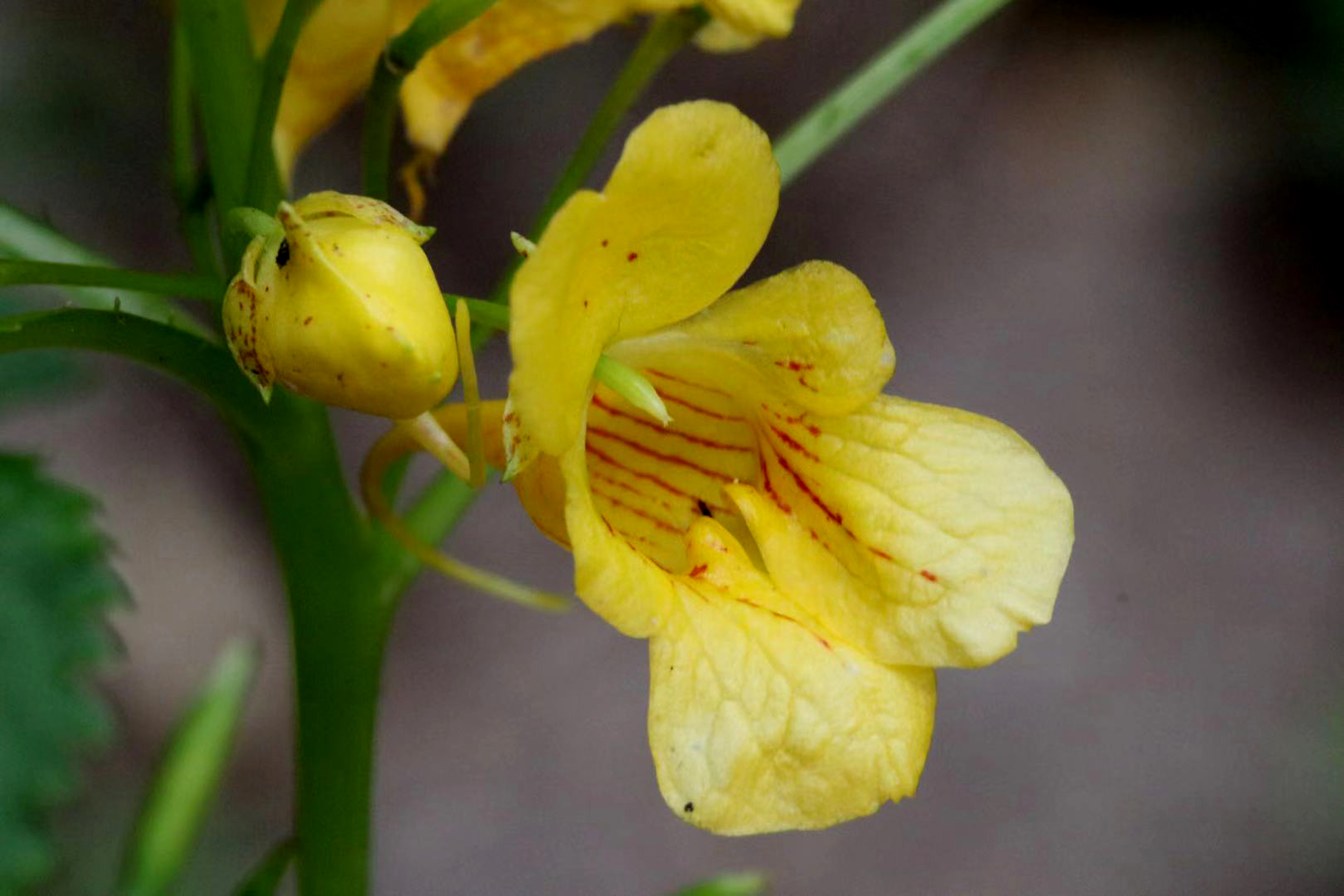 1641523560789285.jpg 03武夷凤仙花.JPG