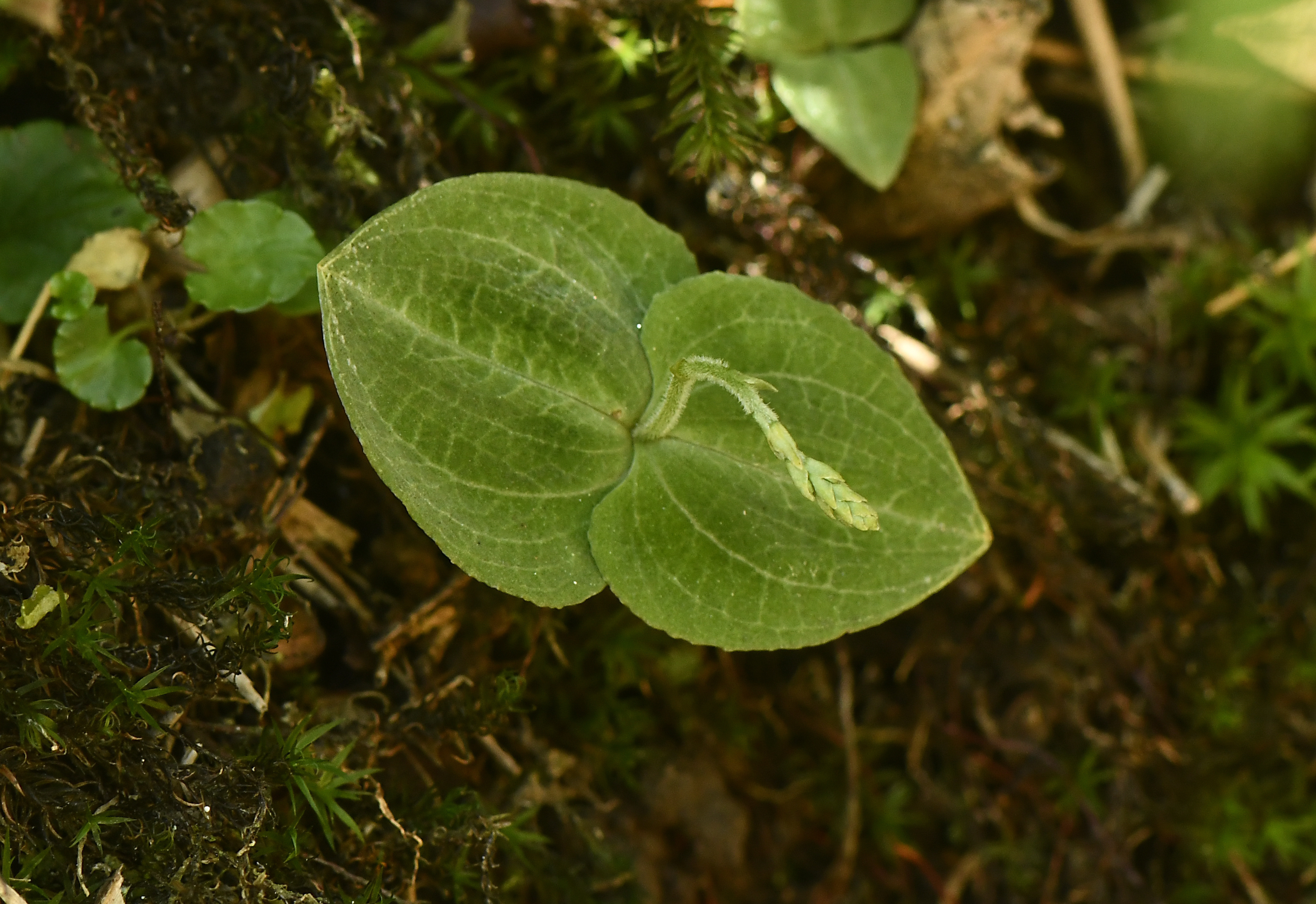 1641523759923606.jpg 04武夷山对叶兰.jpg