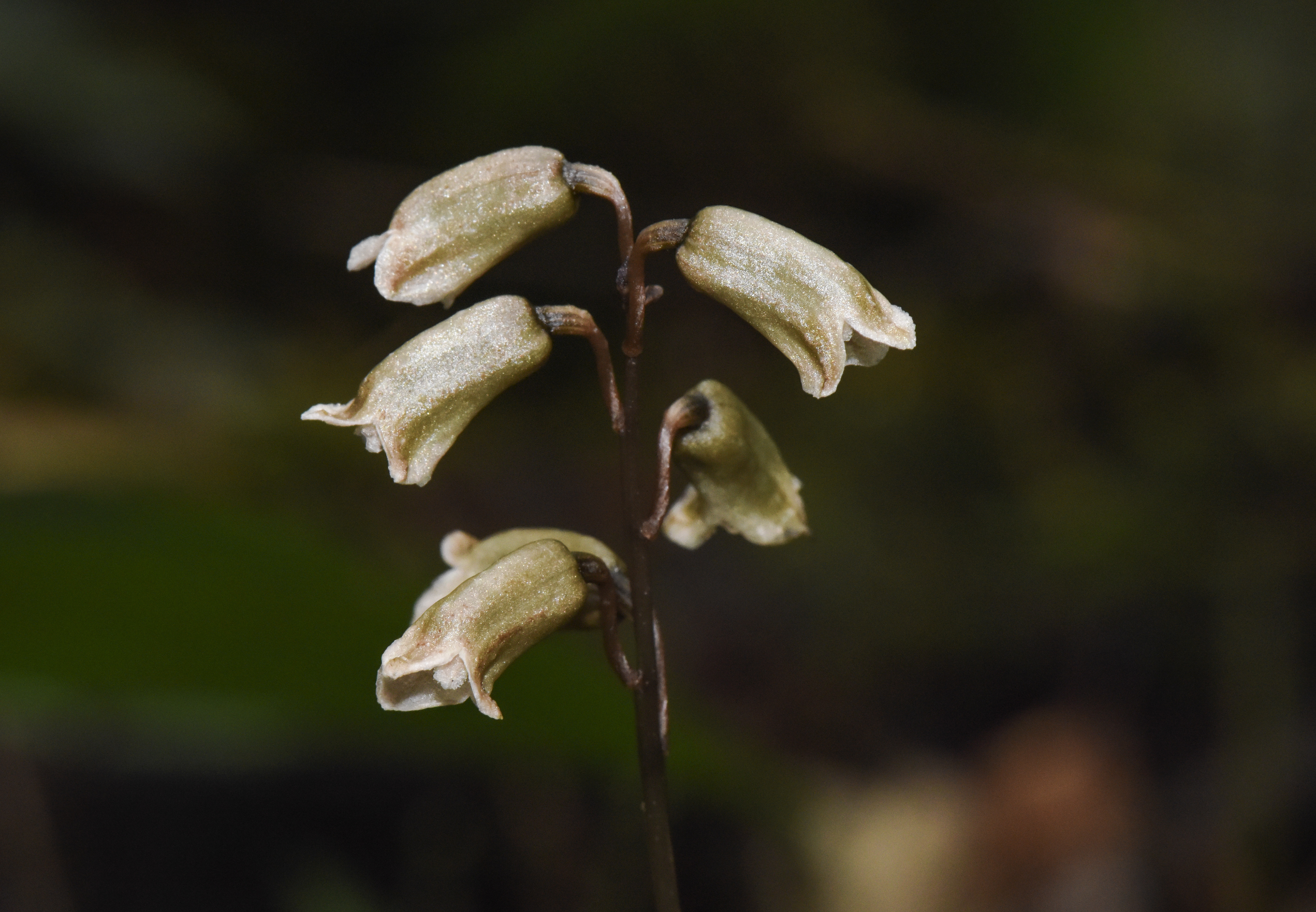 1641523786862090.jpg 01福建天麻 .jpg