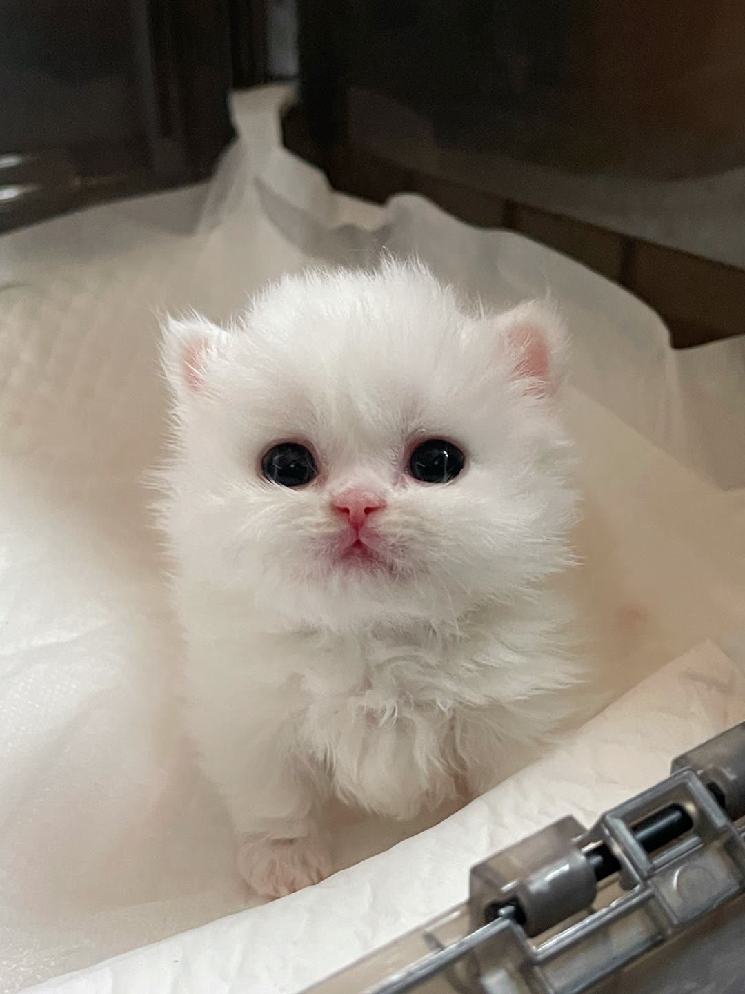 小猫咪奶萌奶萌哒也太可爱了吧