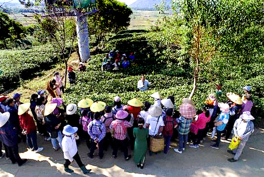 1645608453961206.jpg 2021年采茶大赛赛前培训,推动采茶工采茶技能技术提高.jpg