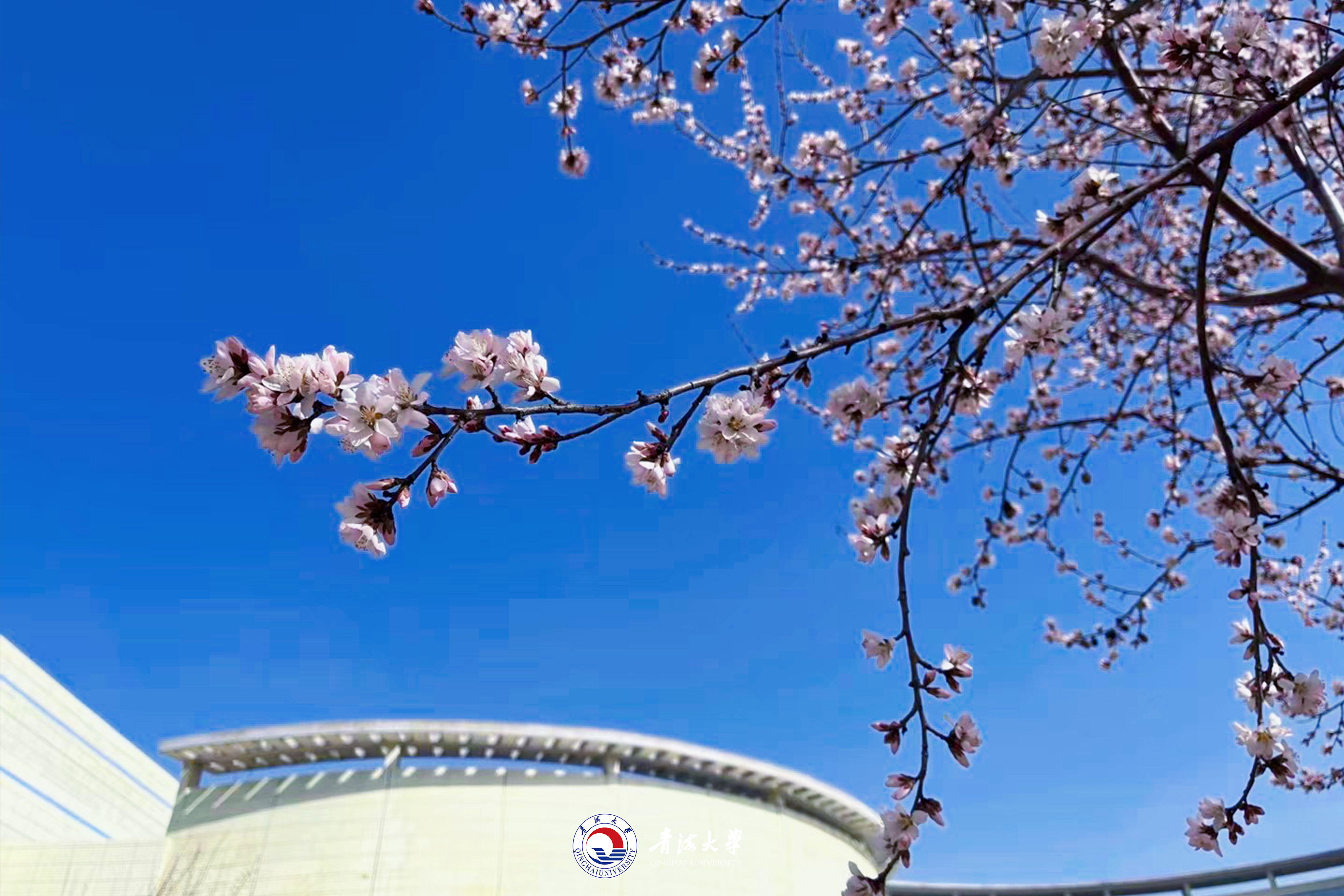 青海大学壁纸图片