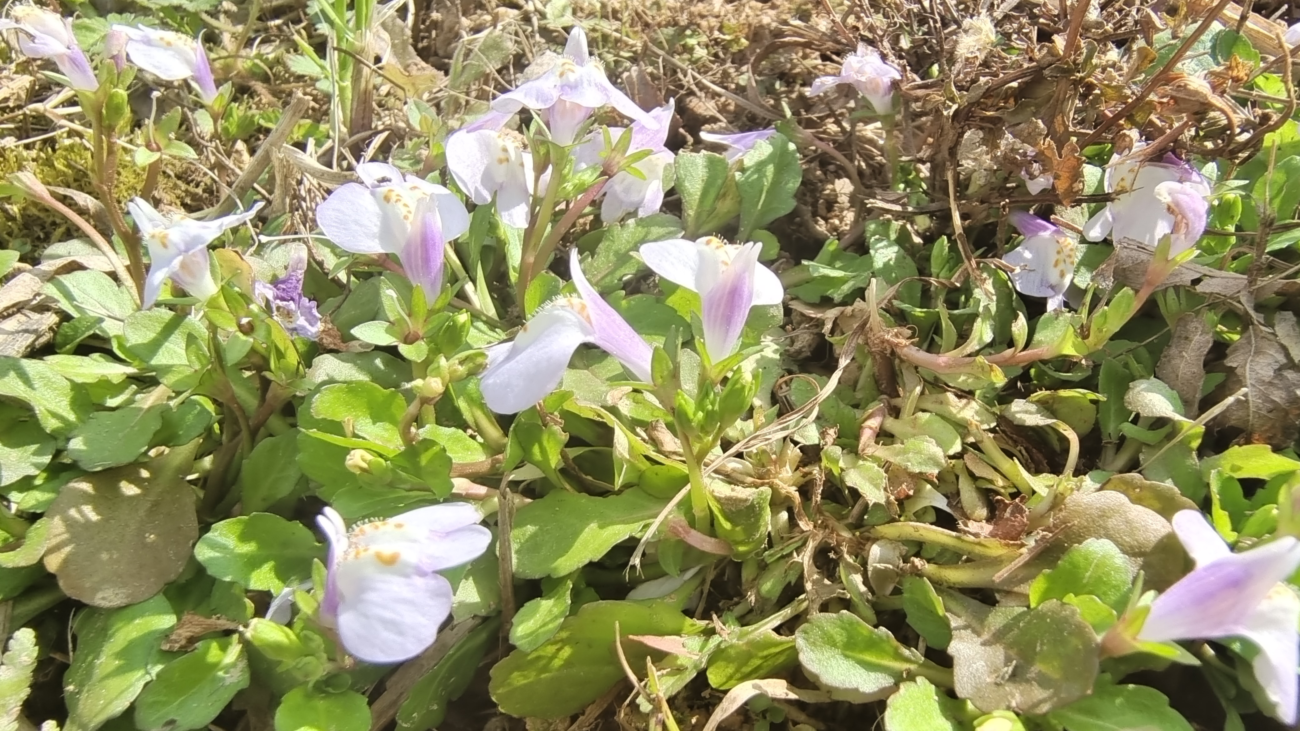 美丽吉安之赏花系列通泉草花开动人