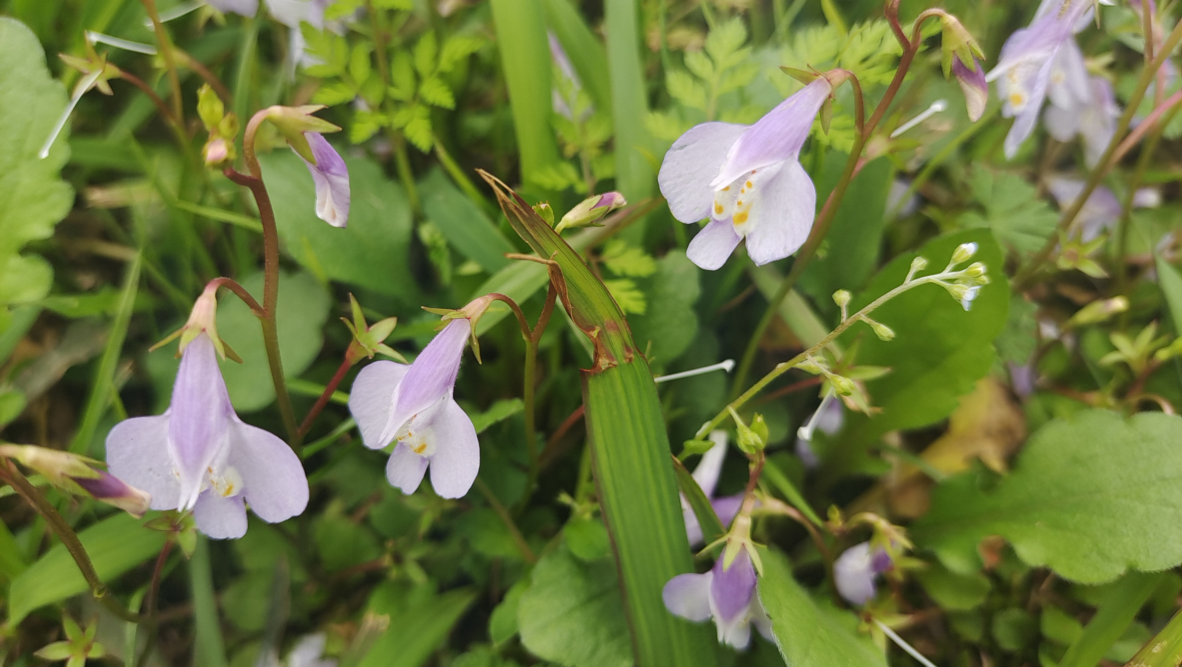 美丽吉安之赏花系列通泉草花开动人