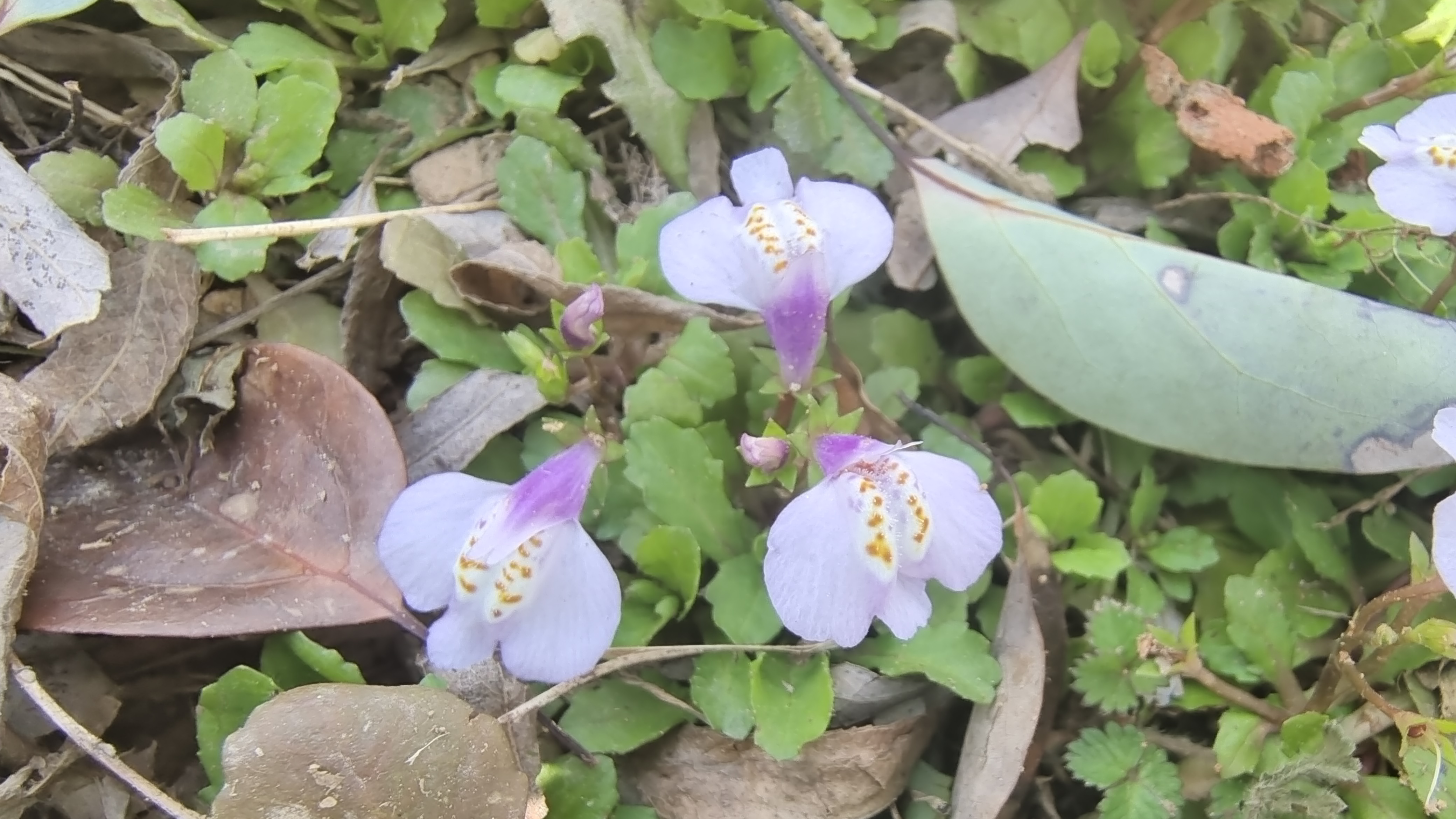 美丽吉安之赏花系列通泉草花开动人