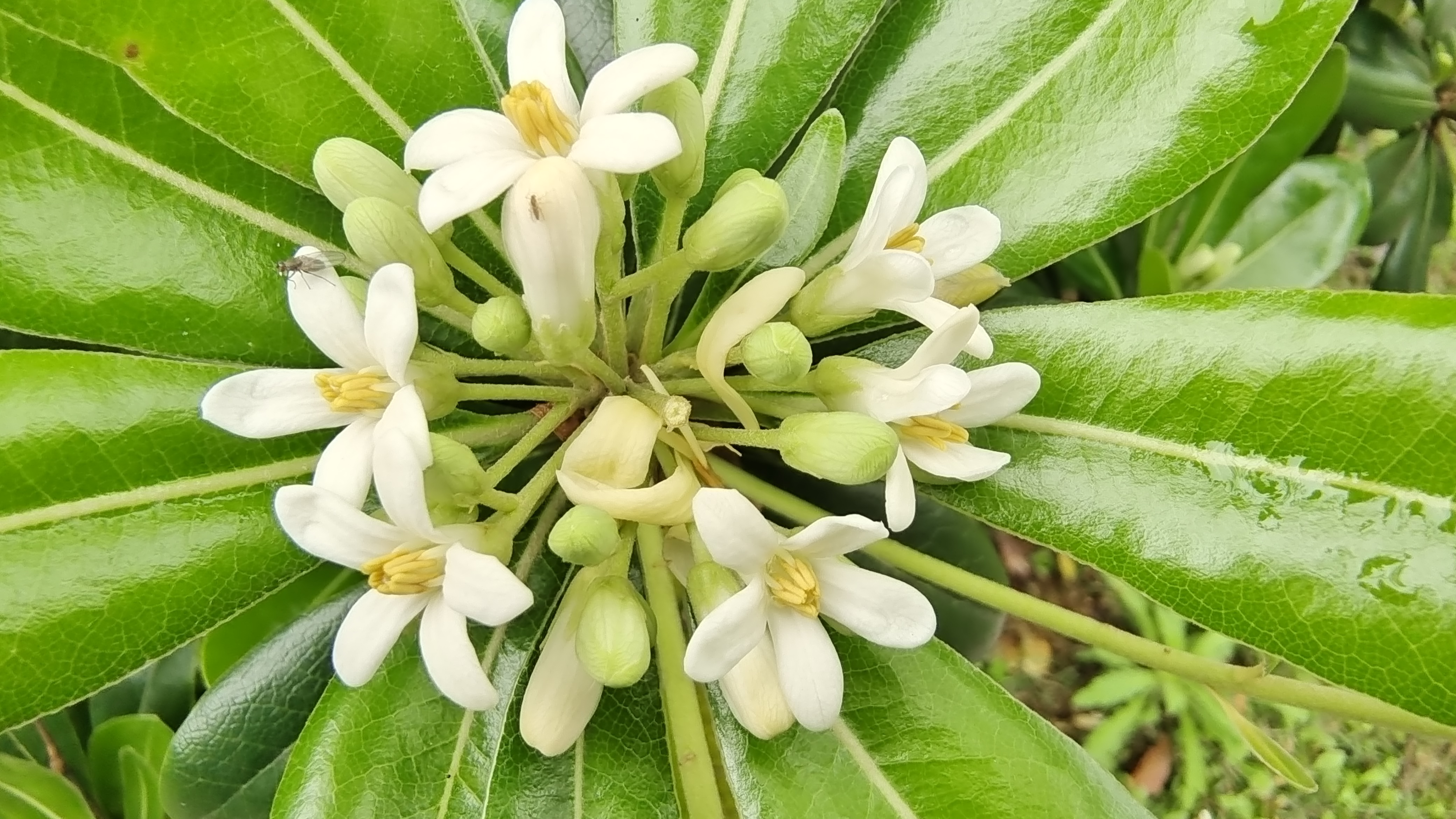 美丽吉安之赏花系列海桐花开清雅芳香