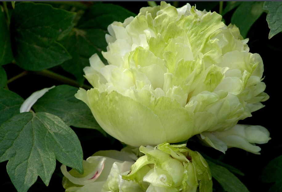 1649290681251021.png image.png