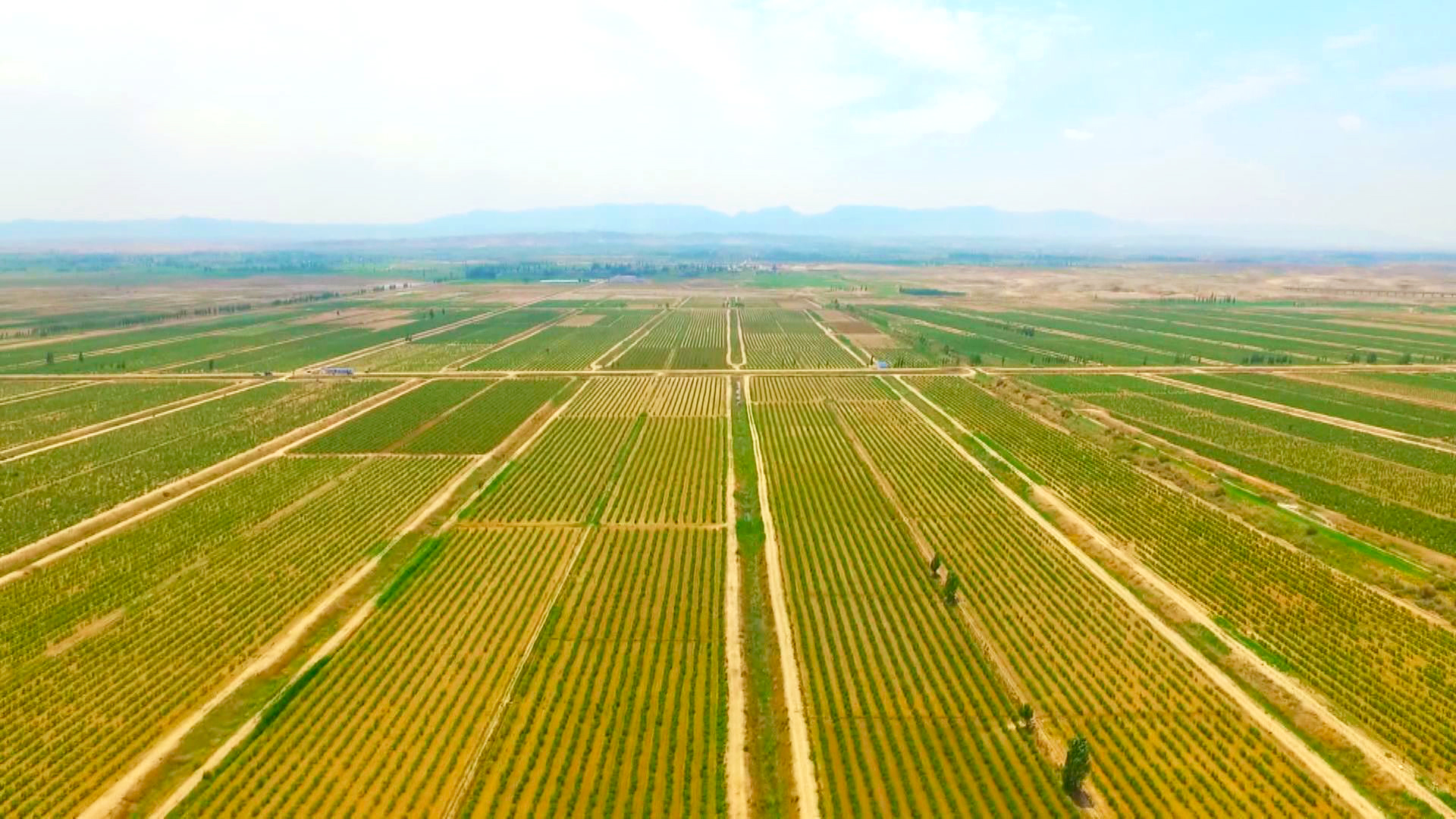 2022年中宁县力争枸杞产业综合产值突破140亿元