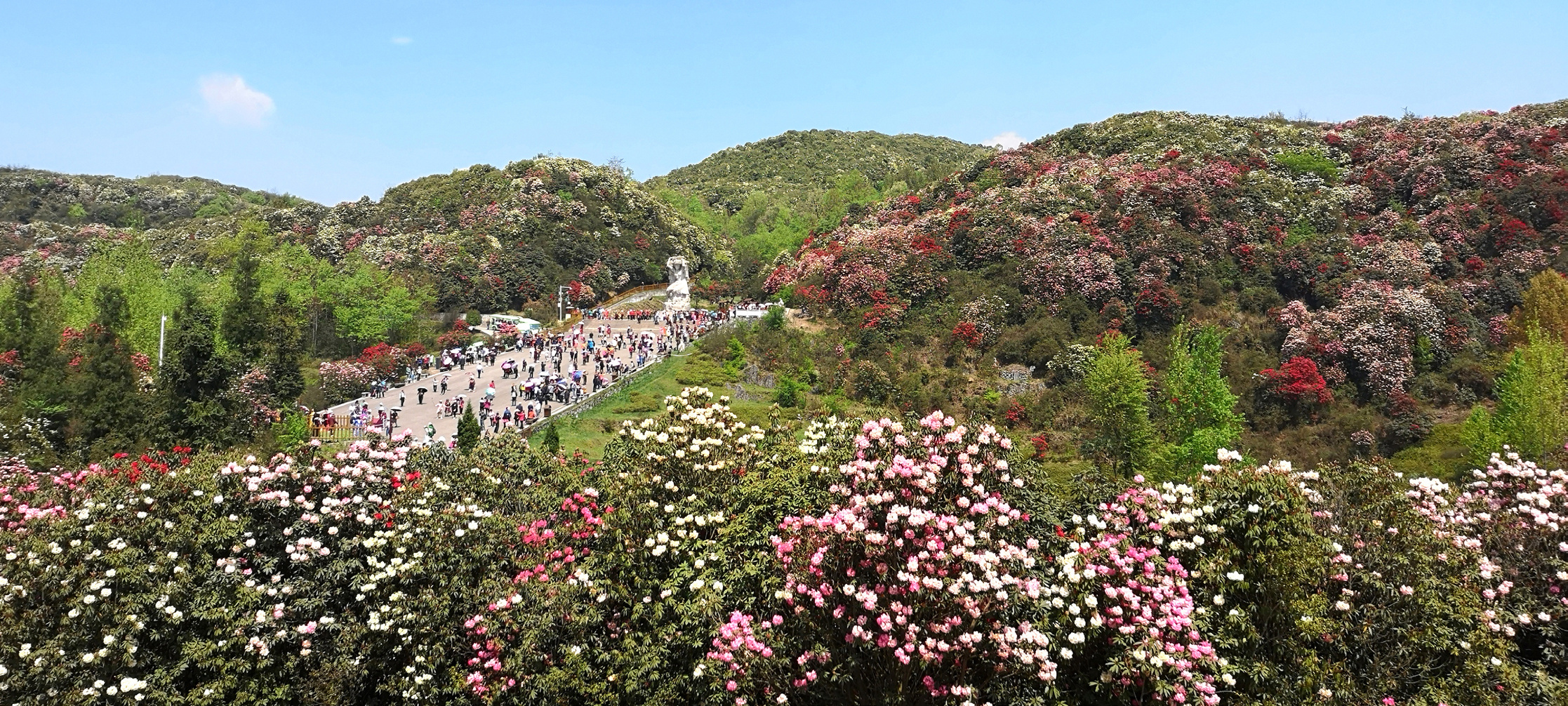 1650868103534943.jpg 杜鹃绚烂时(鱼 水 摄).jpg