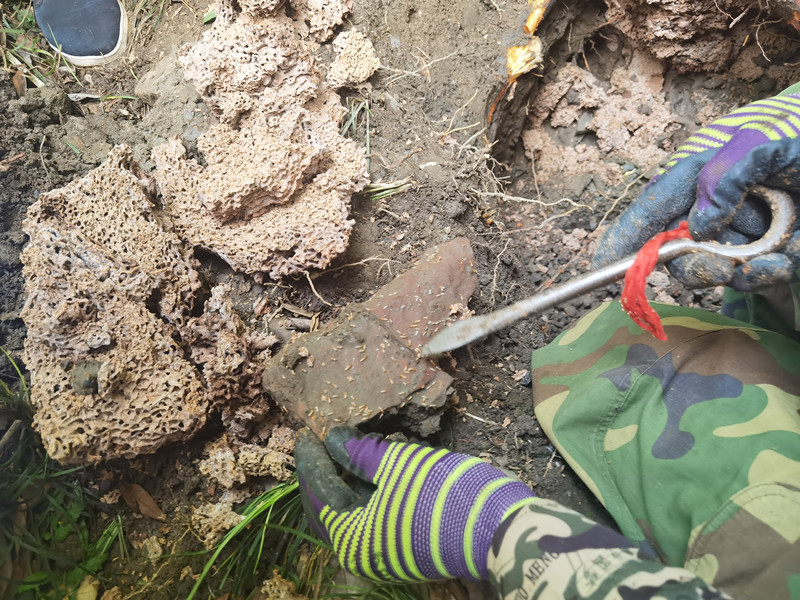 1652245267154664.jpg 成片兵蚁守卫着“宫殿”_副本.jpg