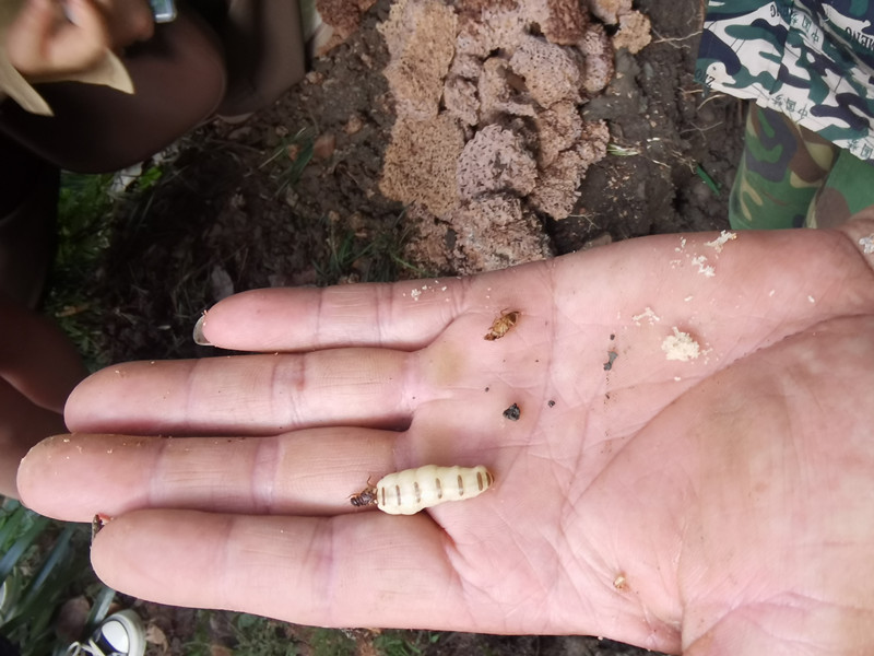 1652245288284300.jpg 刚出土的“蚁王蚁后”(小的为蚁王,大白色为蚁后)_副本.jpg