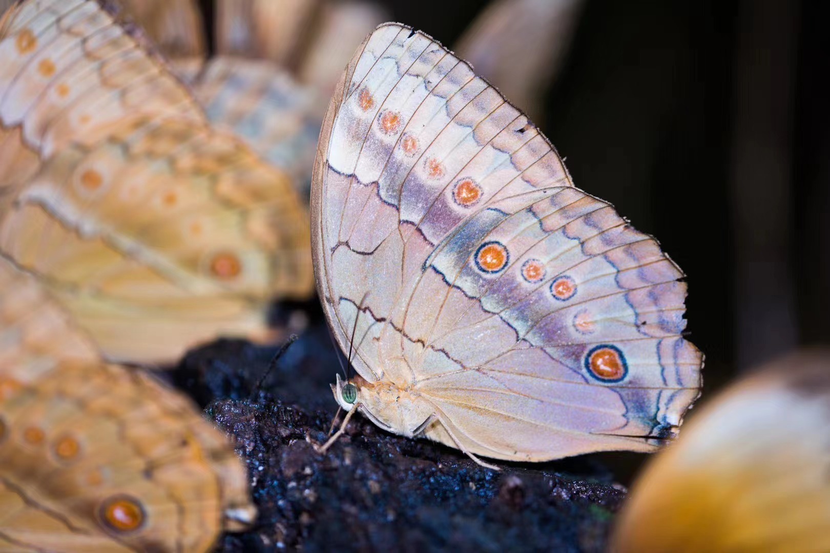 蝴蝶谷中的白袖箭环蝶。2020年6月，摄于红河州金平县。赵益 摄 2.jpg