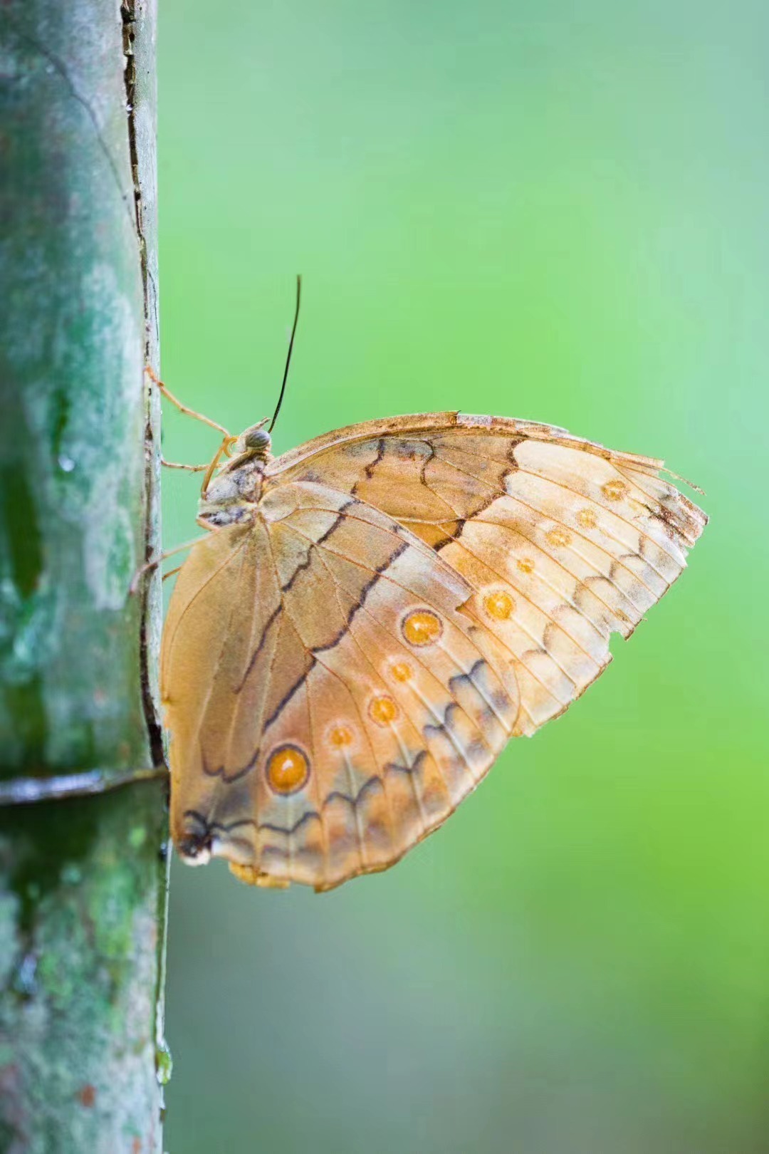 蝴蝶谷中的白袖箭环蝶。2020年6月，摄于红河州金平县。赵益 摄 4.jpg