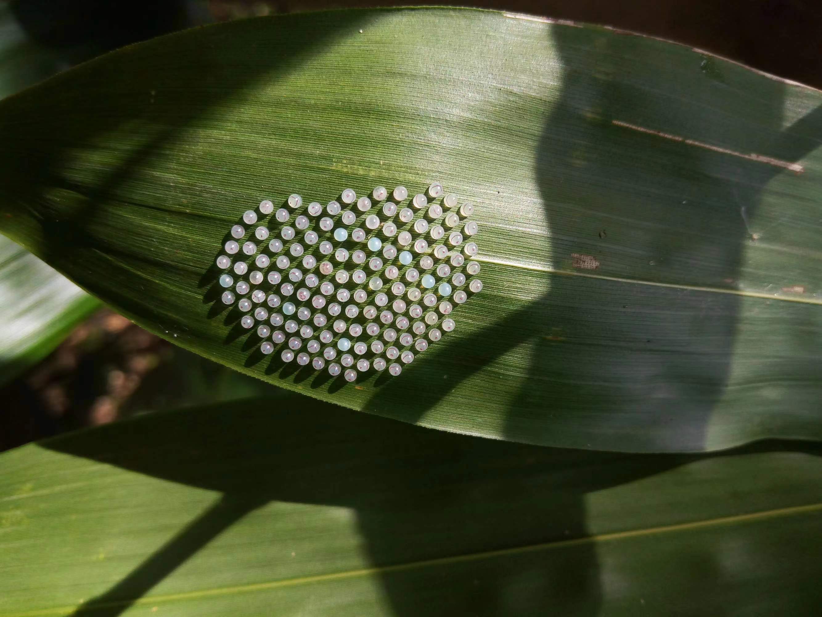 蝴蝶谷中白袖箭环蝶的卵形成了爱心的形状。2020年摄于红河州金平县。 杨镇文 摄.jpg