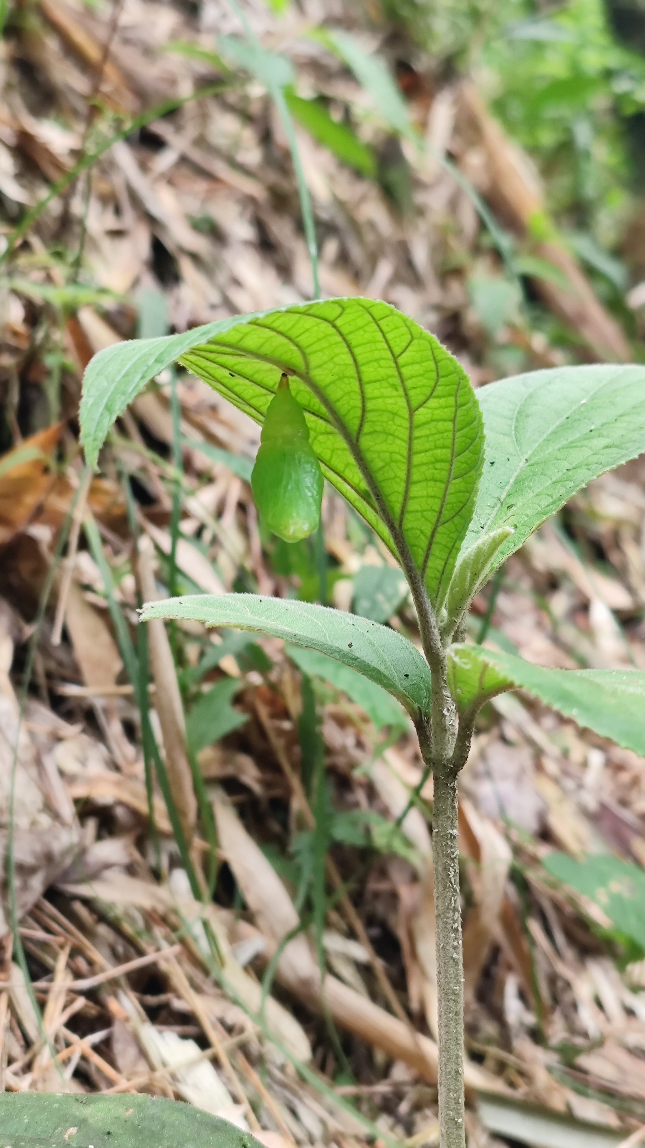 树叶下的蝶蛹。2022年5月，摄于红河州金平县。 李艾蓉 摄.jpg