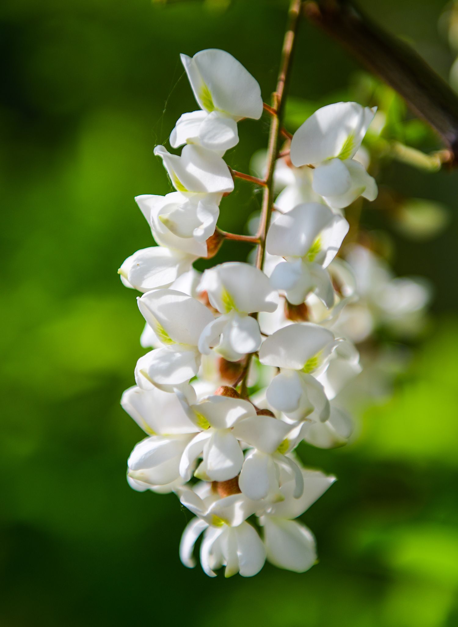 图集| 甘肃景泰:槐树遍布道路田野 槐花馨香沁人心脾_人民号