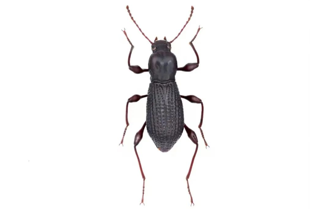 1654241009594793.png 图片1.png